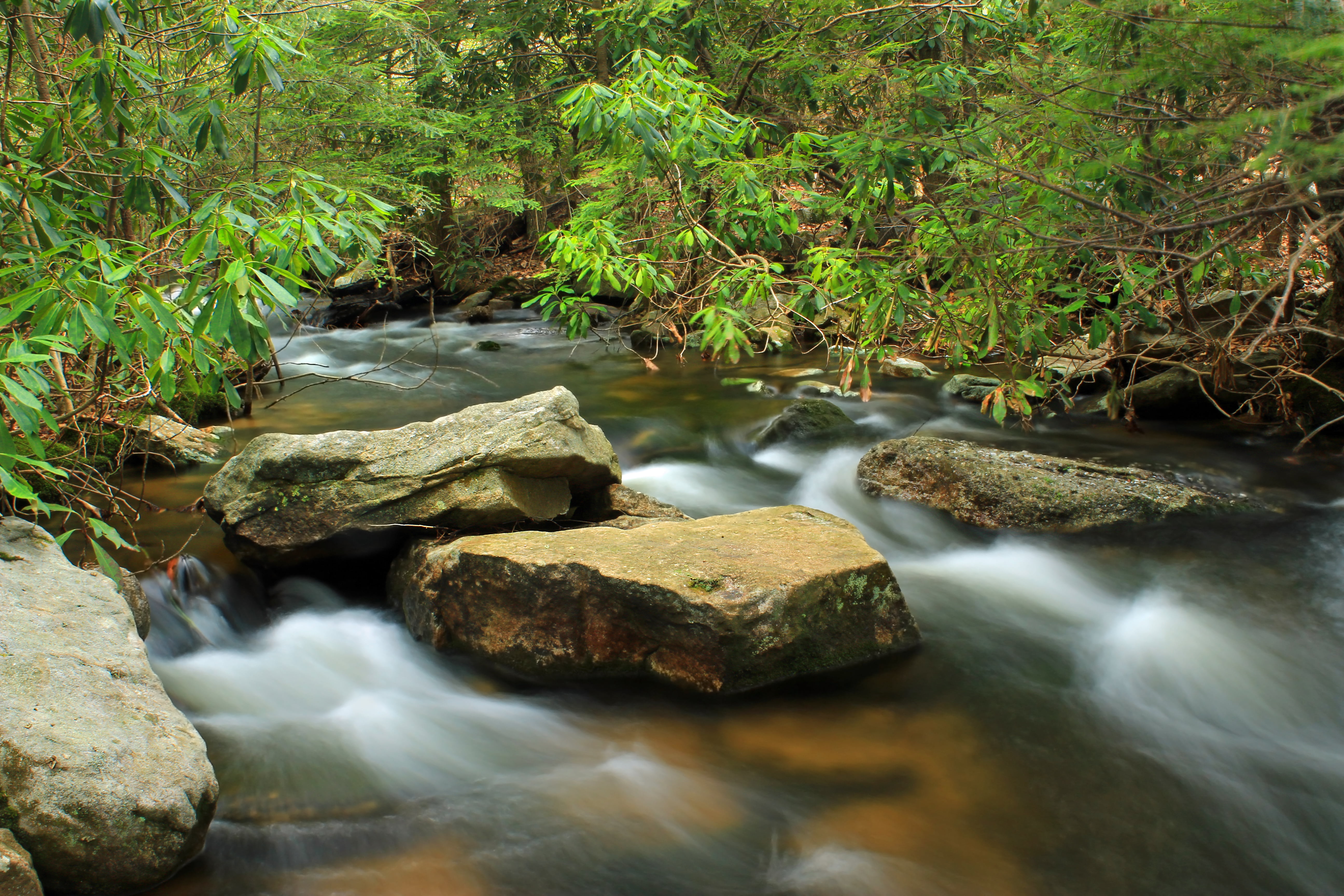 Pennsylvania, plants, landscape, tropical Rainforest, nature, rhododendron, State Game Lands, river, scenics, timelapse, trees, rocks, Jeans, tree, beauty In Nature, HD Wallpaper