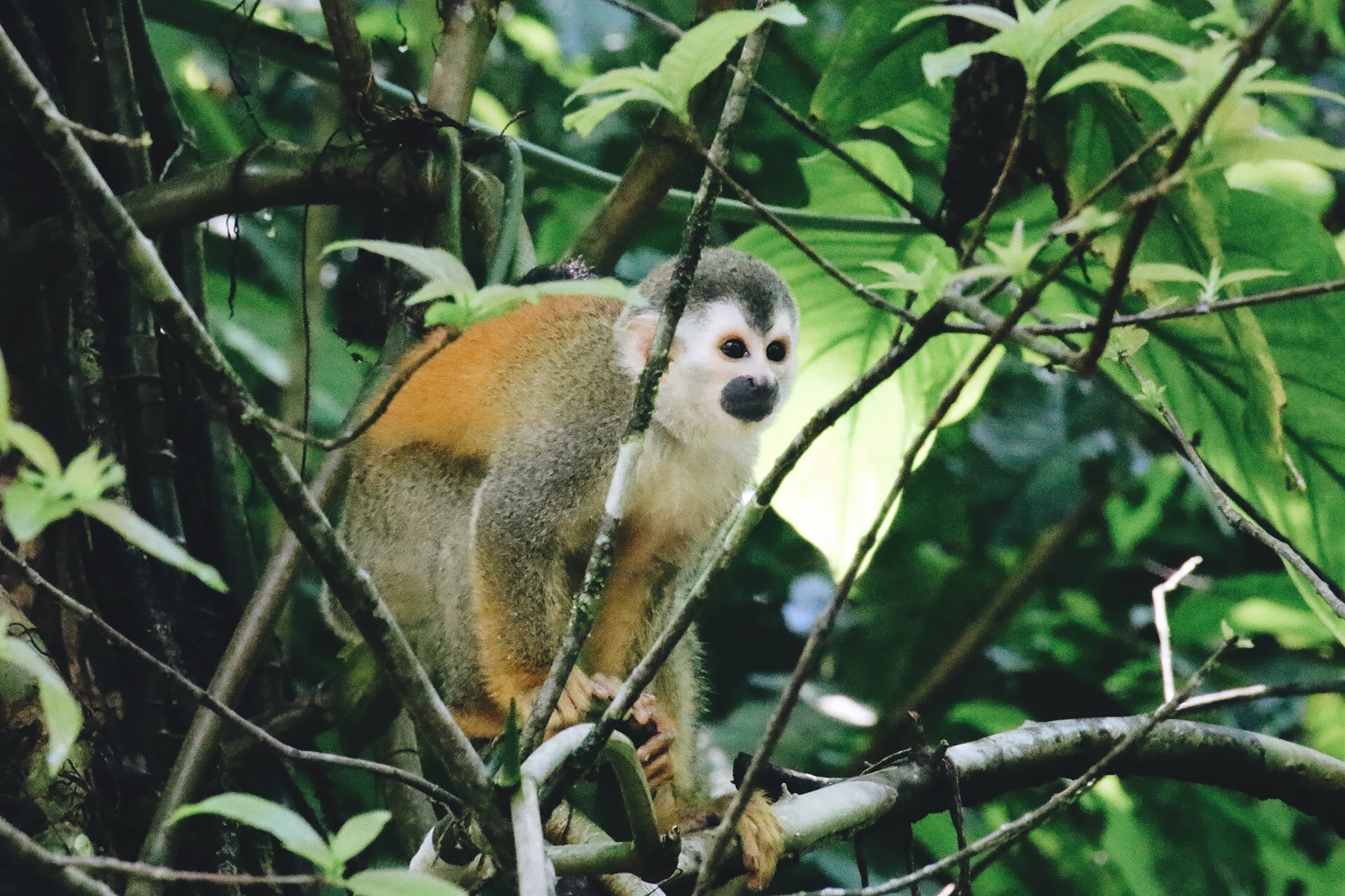 animal wildlife, rainforest, perching, vertebrate, animal, parque nacional manuel antonio, south america, central america, monkey, forest, playa, outdoors, HD Wallpaper