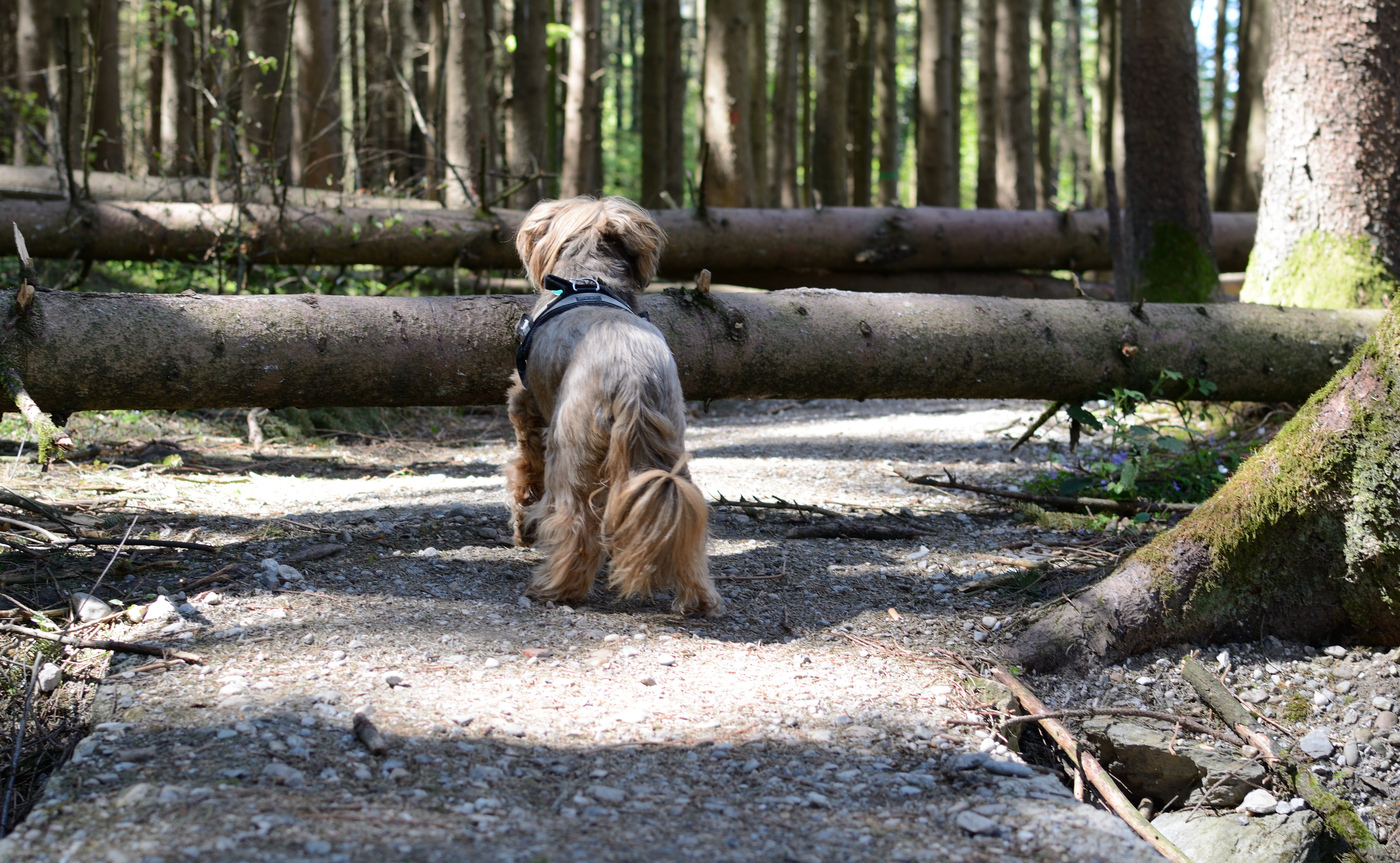 outdoors, trail, pets, no people, away, disability, animal, solid, storm, obstruction, dog, hurdle, plant, vertebrate, canine, one animal, path, 5K, tree, HD Wallpaper