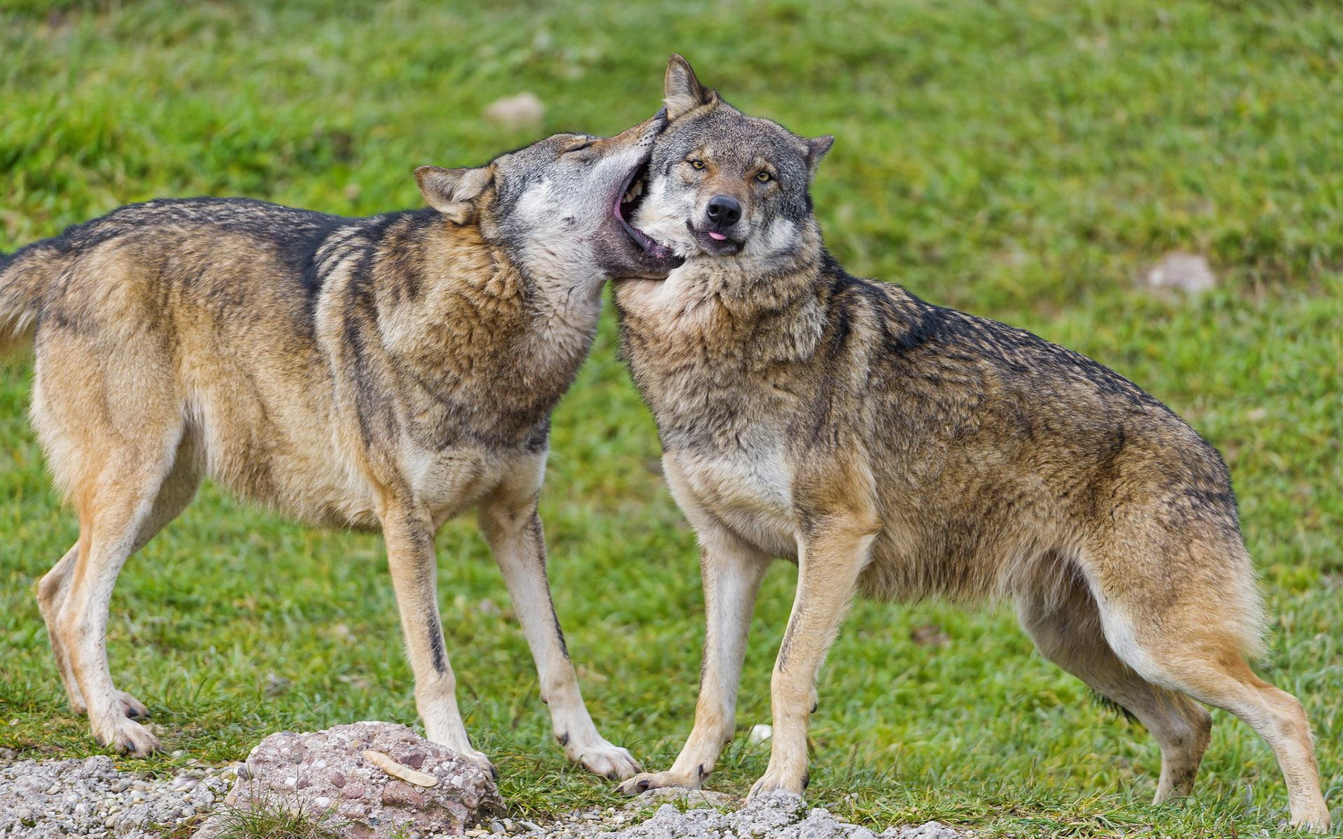 1080P, black, 1920x1200, wolf, brown, animals, cuddling, wolves, HD Wallpaper