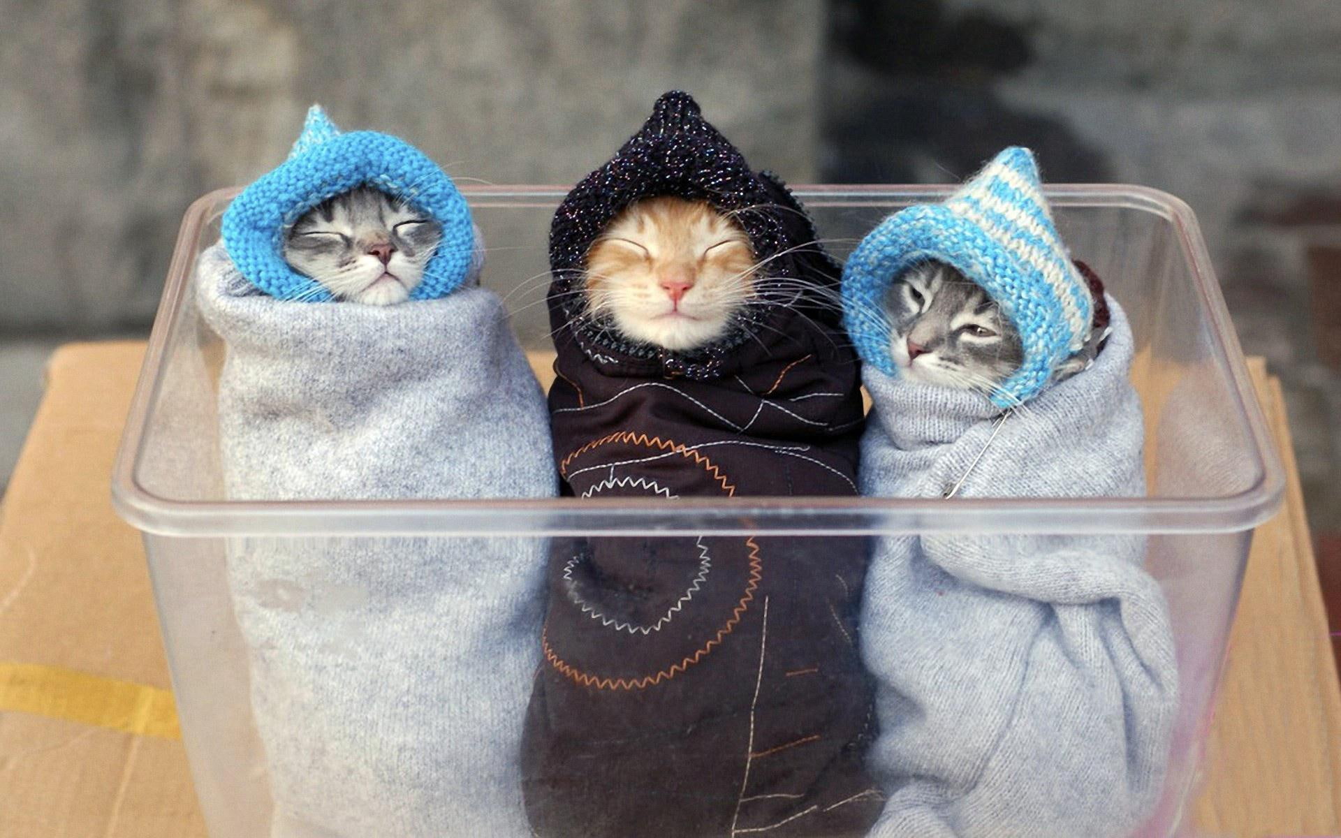 kittens, coated, 1920x1200, kitten, animals, cuddled, 1080P, short, HD Wallpaper