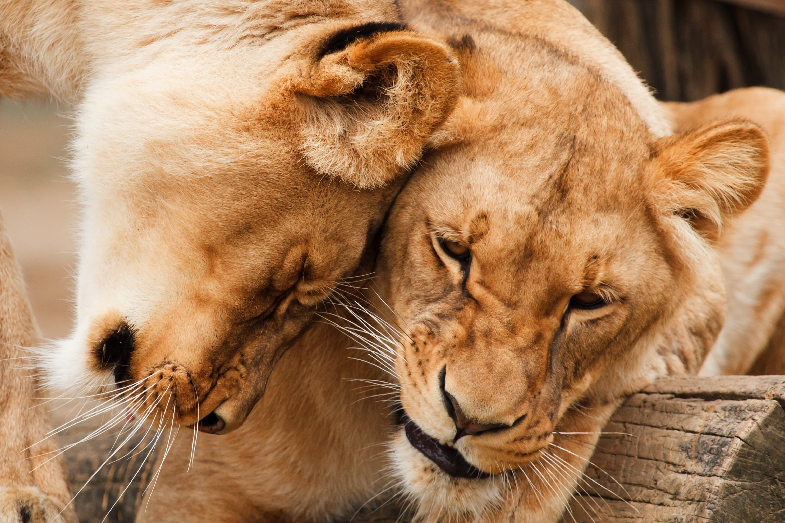 safari, undomesticated Cat, lion - Feline, lion cub, two, cuddle, no people, brown, animal family, fur, predator, whisker, friends, nature, lion, one animal, HD Wallpaper