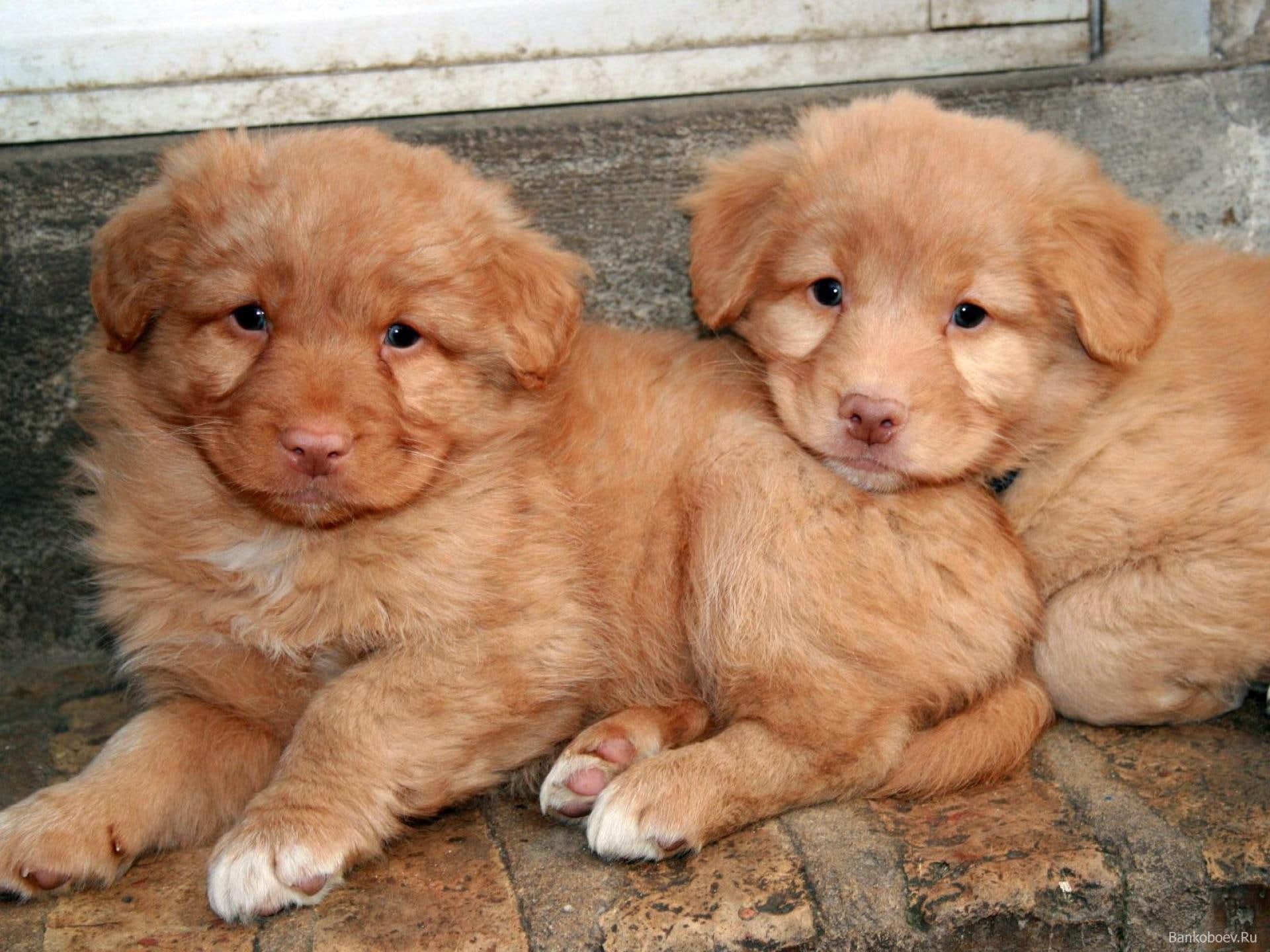 retrievers, little, adorable, duck, two, animals, retriever, golden, cute, puppies, closer, 1080P, cuddle, tolling, nova, scotia, HD Wallpaper