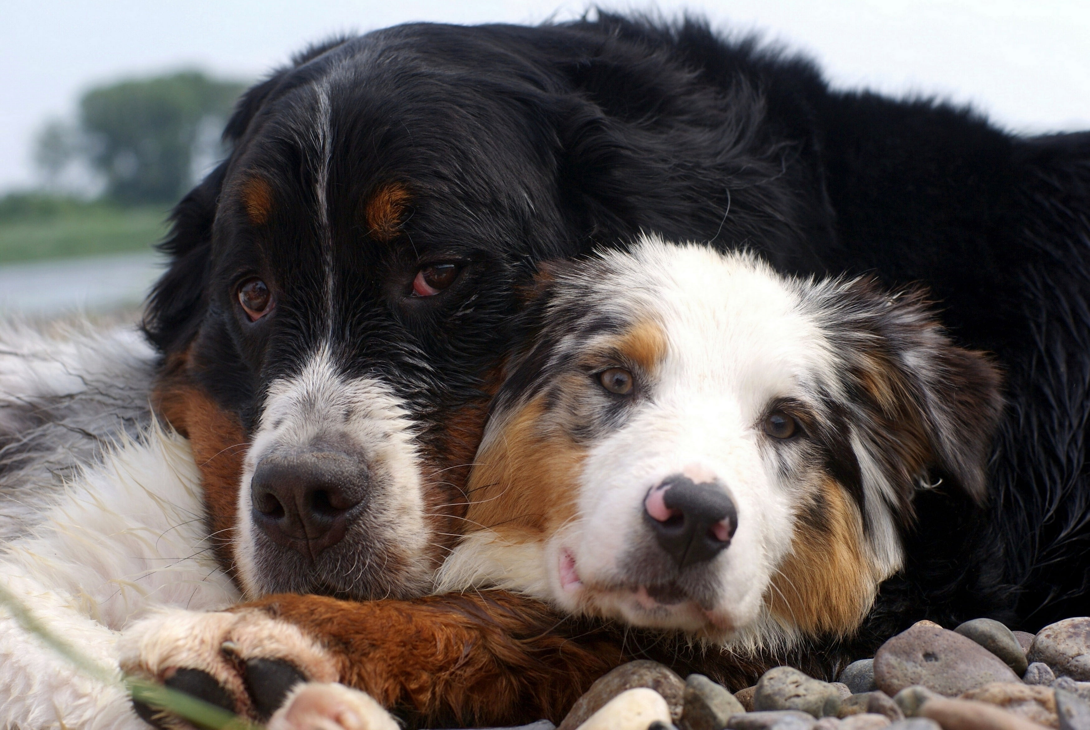 outdoors, domestic, sheepdog, pets, animal Tongue, vertebrate, young Animal, lying Down, shepherd, domestic Animals, animals And Pets, brown, dogs, fur, HD Wallpaper