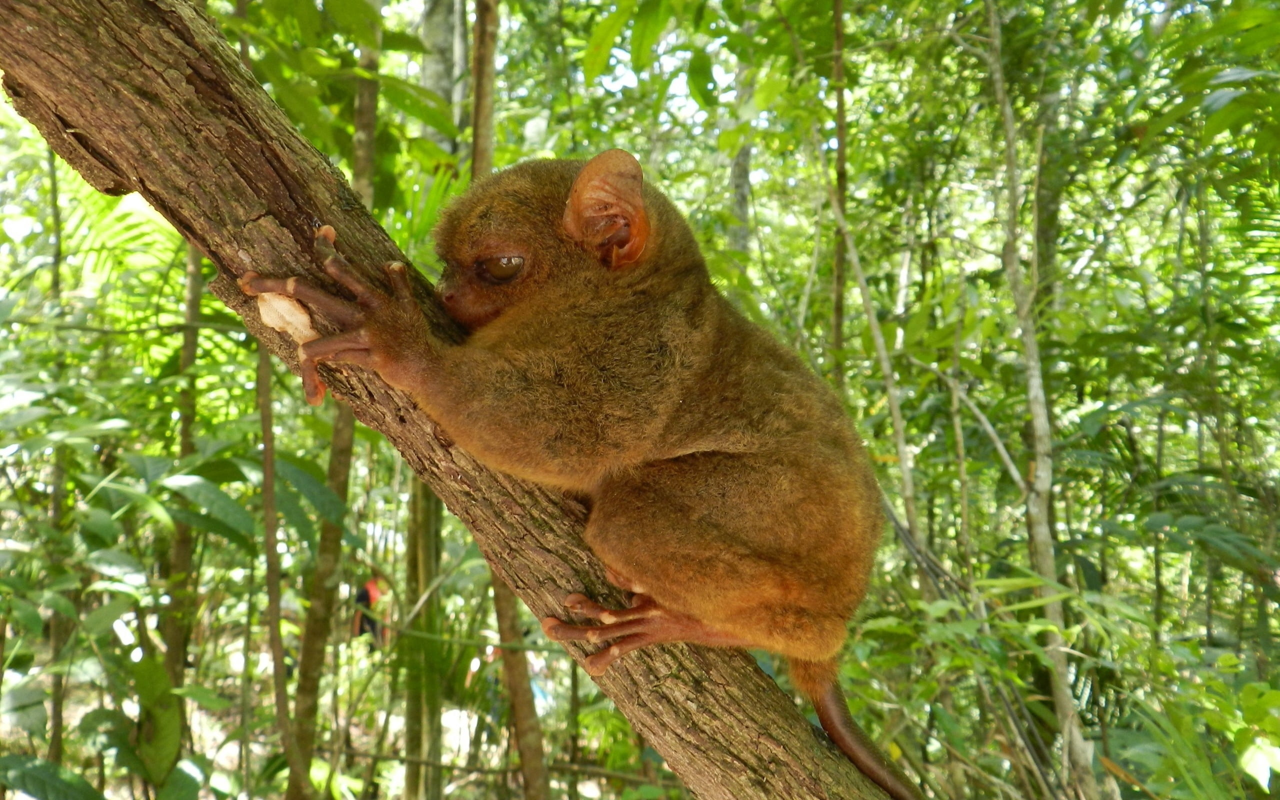 animal wildlife, one animal, vertebrate, eating, endangered Species, koala, looking, land, tarsier, animal, cute, day, animal themes, branch, tree, plant, HD Wallpaper