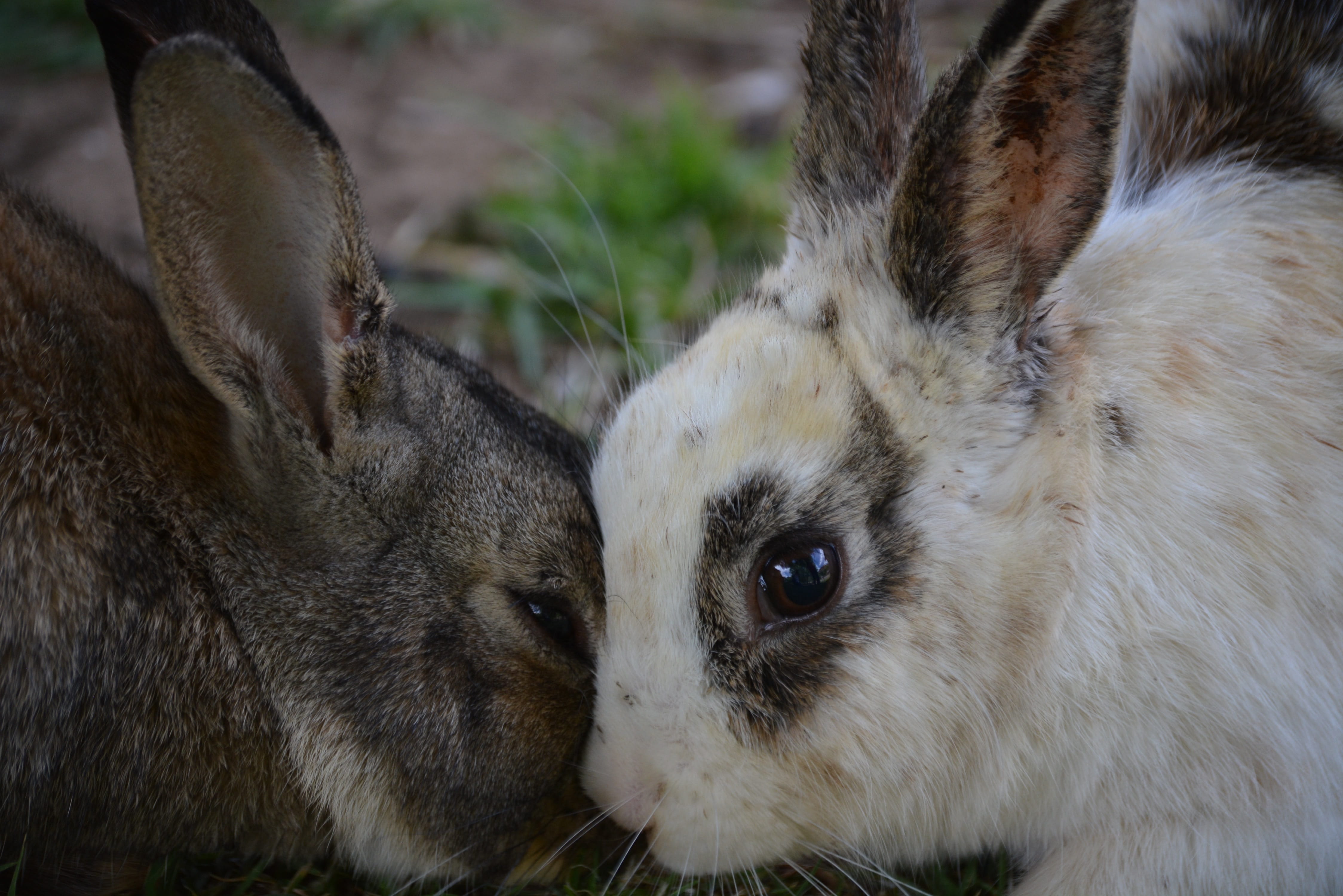 4K, cuddle, portrait, close-up, focus on foreground, feline, adorable, nature, vertebrate, whisker, domestic animals, rabbit - animal, one animal, outdoor, HD Wallpaper
