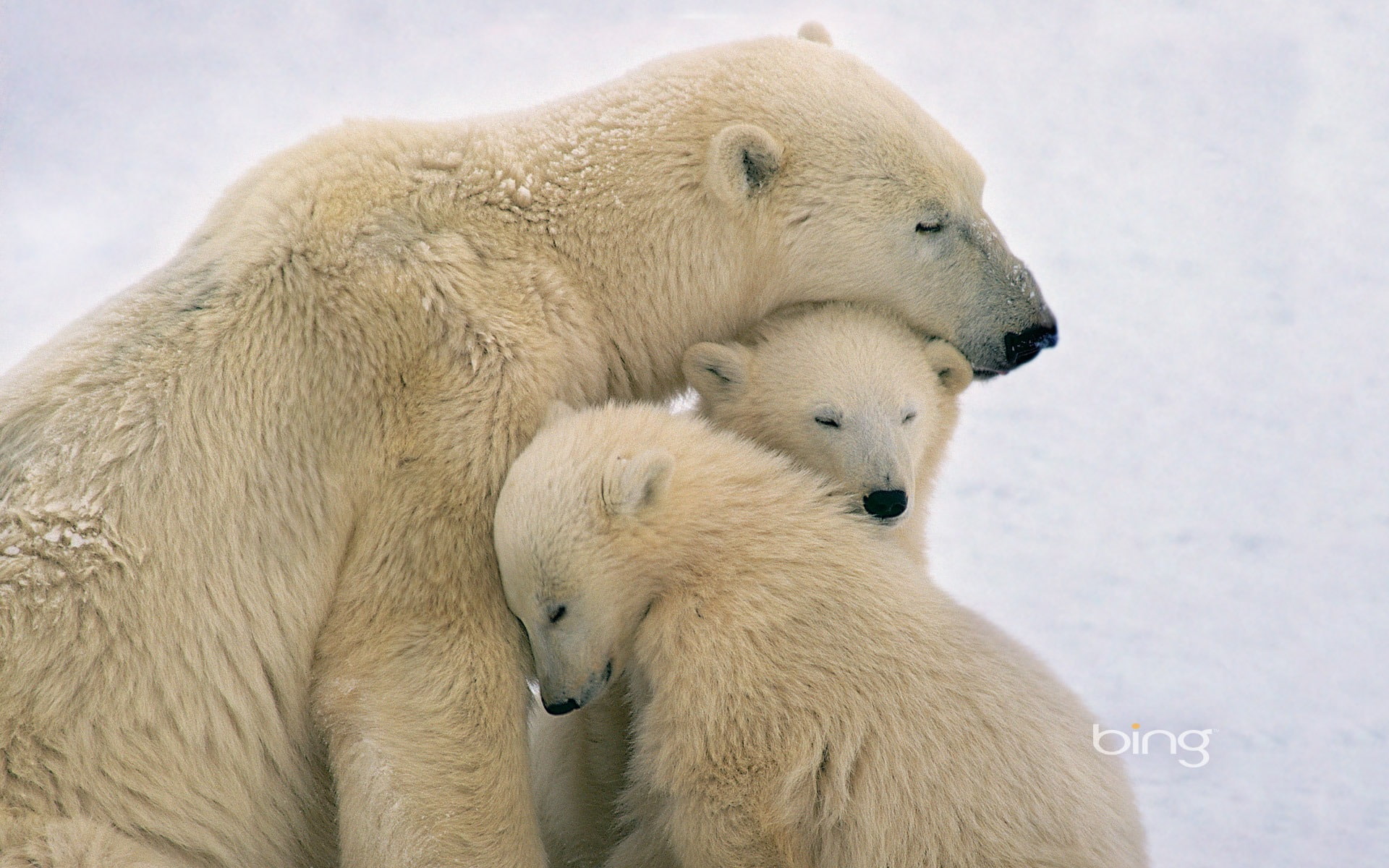 two animals, animal themes, polar, polar bear, bears, animal family, vertebrate, no people, mammal, togetherness, animals in the wild, nature, snow, young animal, HD Wallpaper