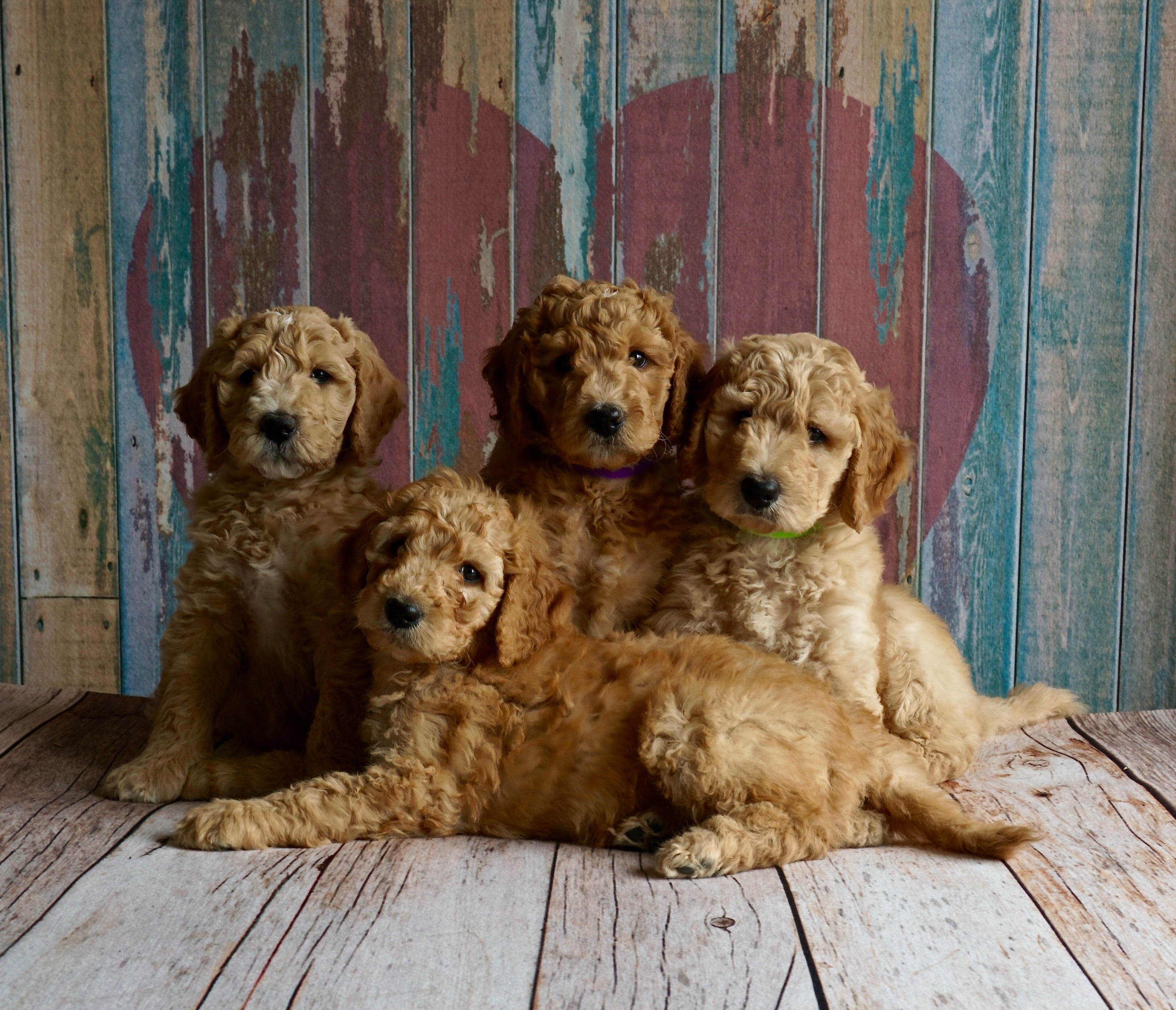 canine, dog, soft, domestic animals, loving, adorable, puppy, doggy, love, cute, brown, pet, cuddle, brothers, vertebrate, heart, gentle, red, litter, wood - material, HD Wallpaper