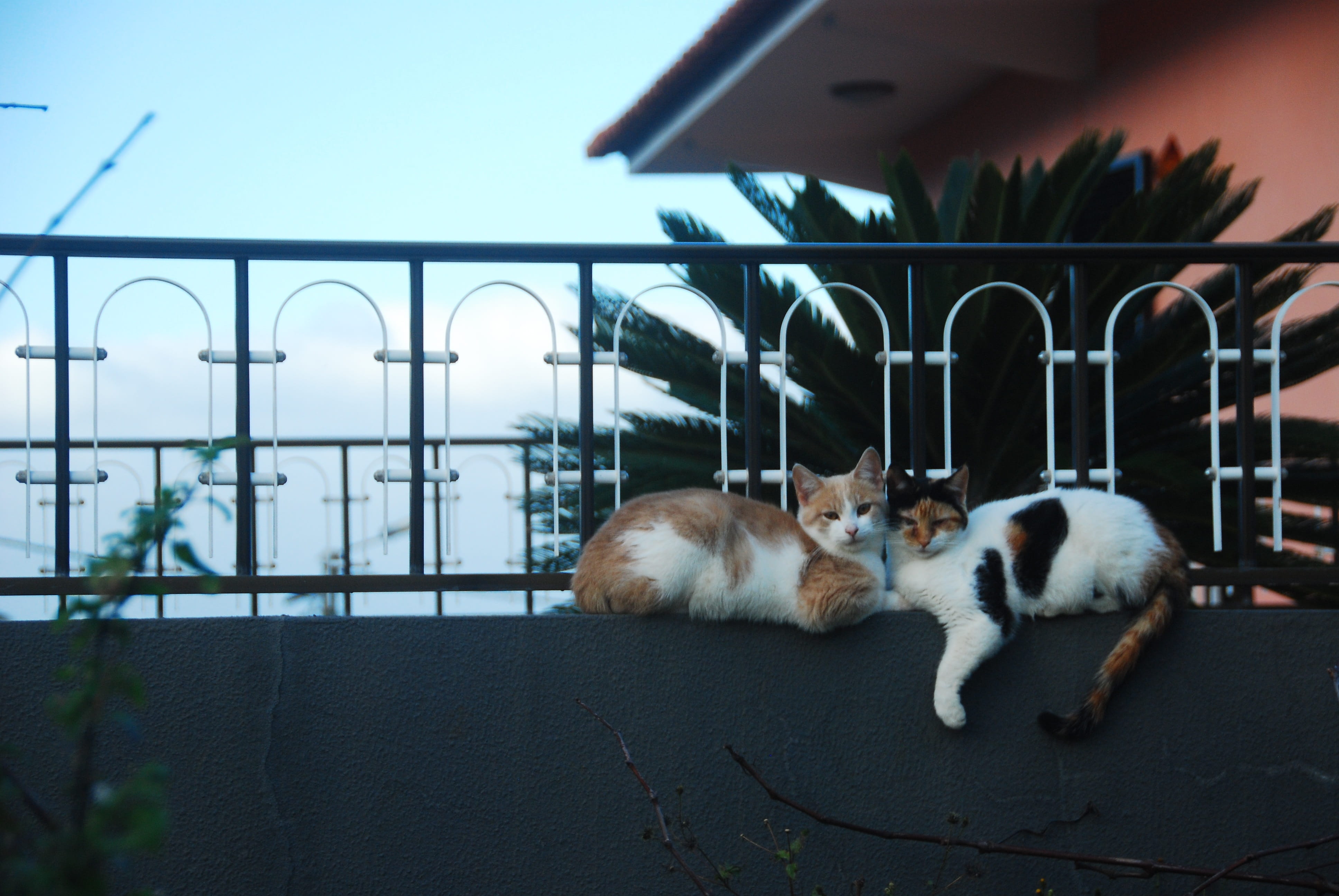 mammal, one animal, city, domestic animals, no people, 4K, relaxation, architecture, dog, built structure, night, animal themes, Cats, vertebrate, domestic, HD Wallpaper