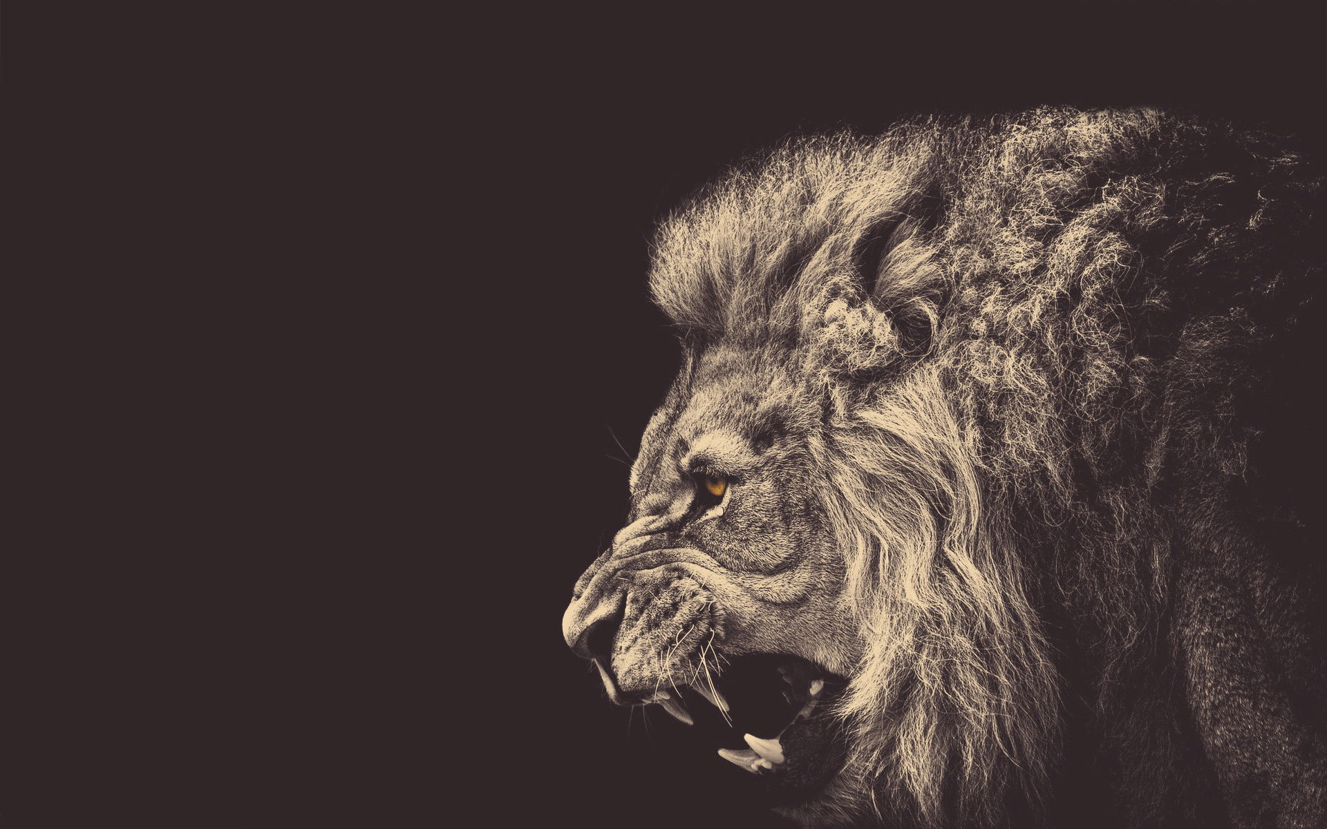 1920x1200, male, 1080P, angry, abstract, Lion, angry loin, HD Wallpaper