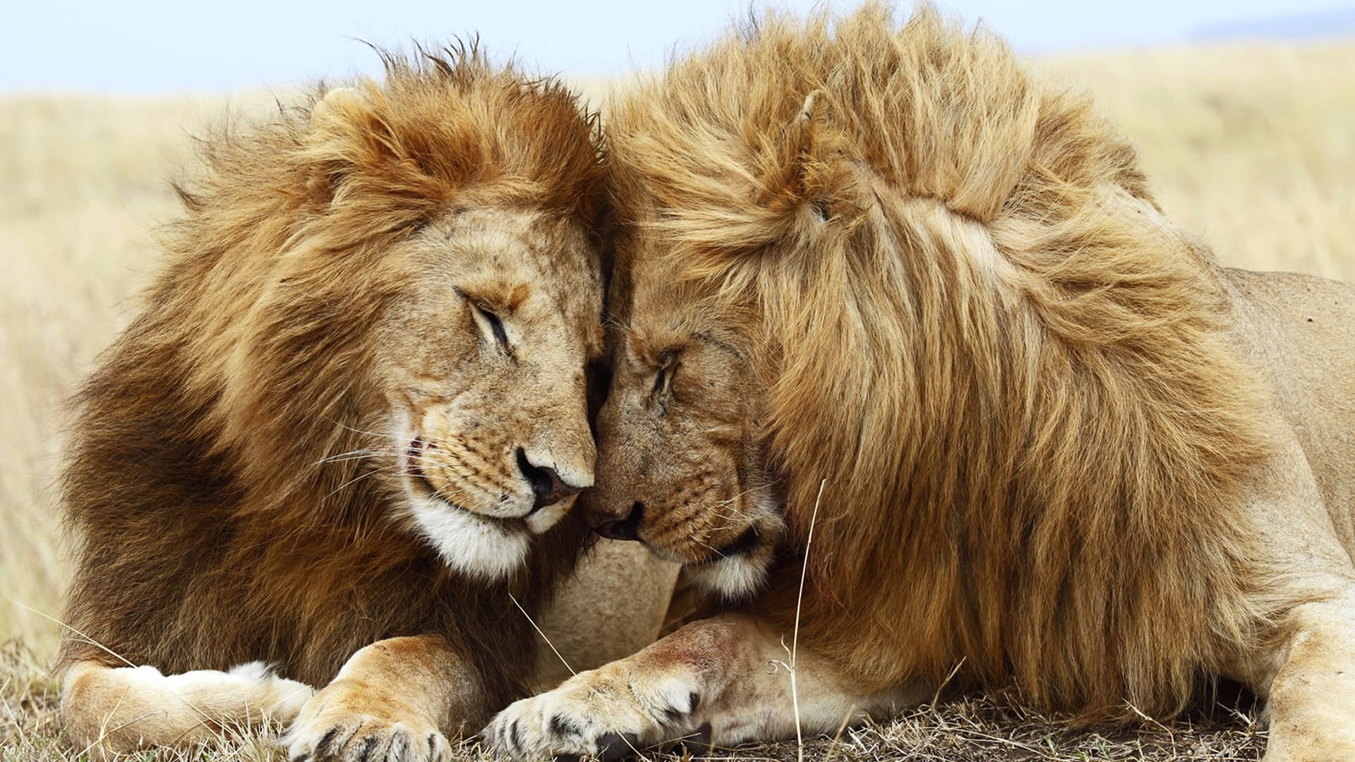 animal wildlife, vertebrate, lion, plain, cat, carnivore, animals Hunting, carnivora, masai Mara, savannah, group of animals, relaxation, male, two animals, HD Wallpaper