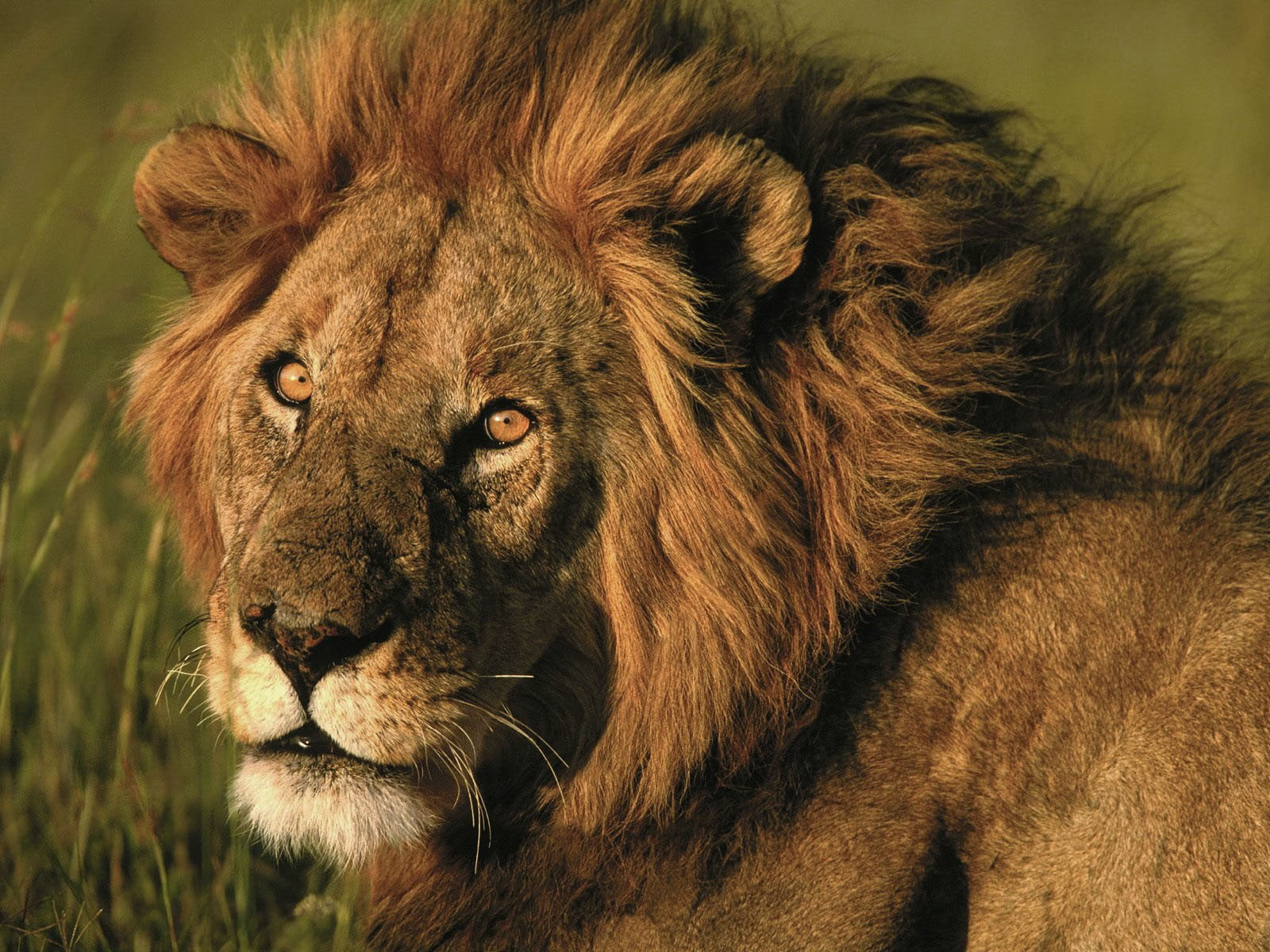 720P, yellow, cat, king, powerful, fur, big, big cat, yellow fur, lion, HD Wallpaper