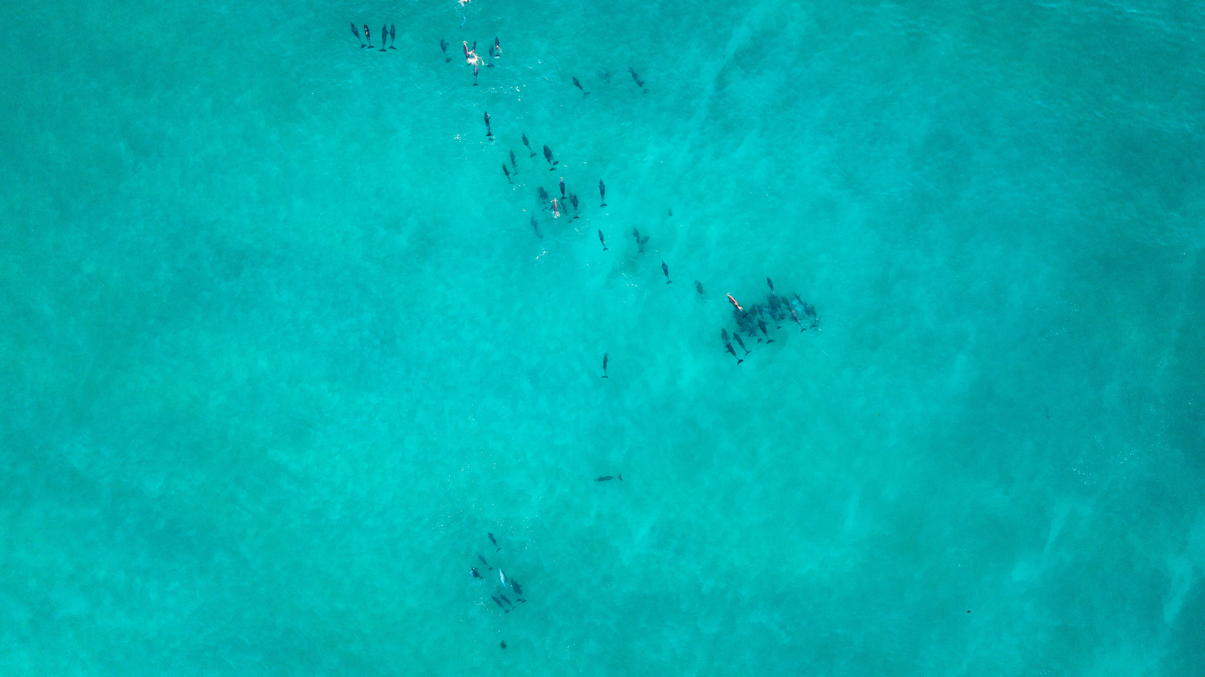 outdoors, drone, undersea, water, animal wildlife, underwater, holiday, coral reef, landscape, people, sport, dolphins, 4K, nature, aerial, body, fish, HD Wallpaper