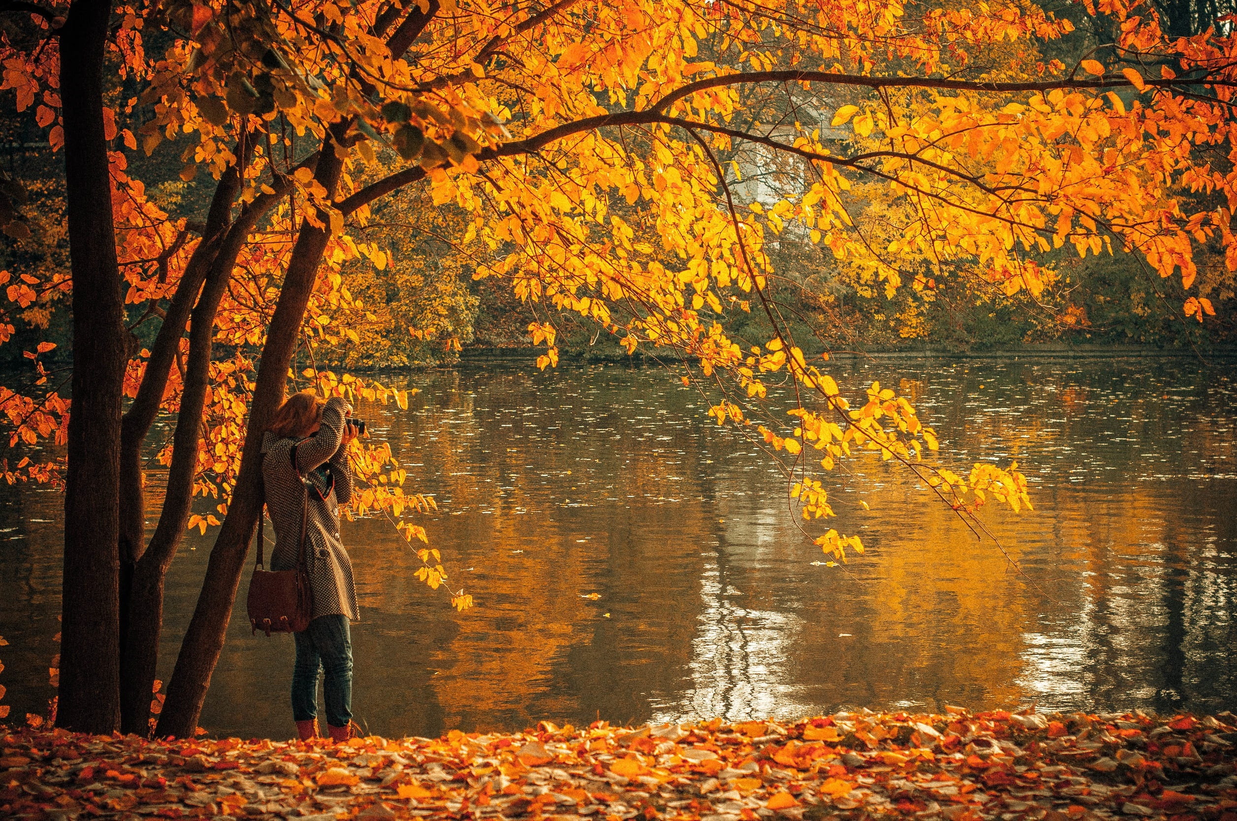 tree, beauty in nature, picture, suit, change, colors, bag, land, autumn, forest, plant part, nature, leaf, orange color, standing, leisure activity, near, HD Wallpaper