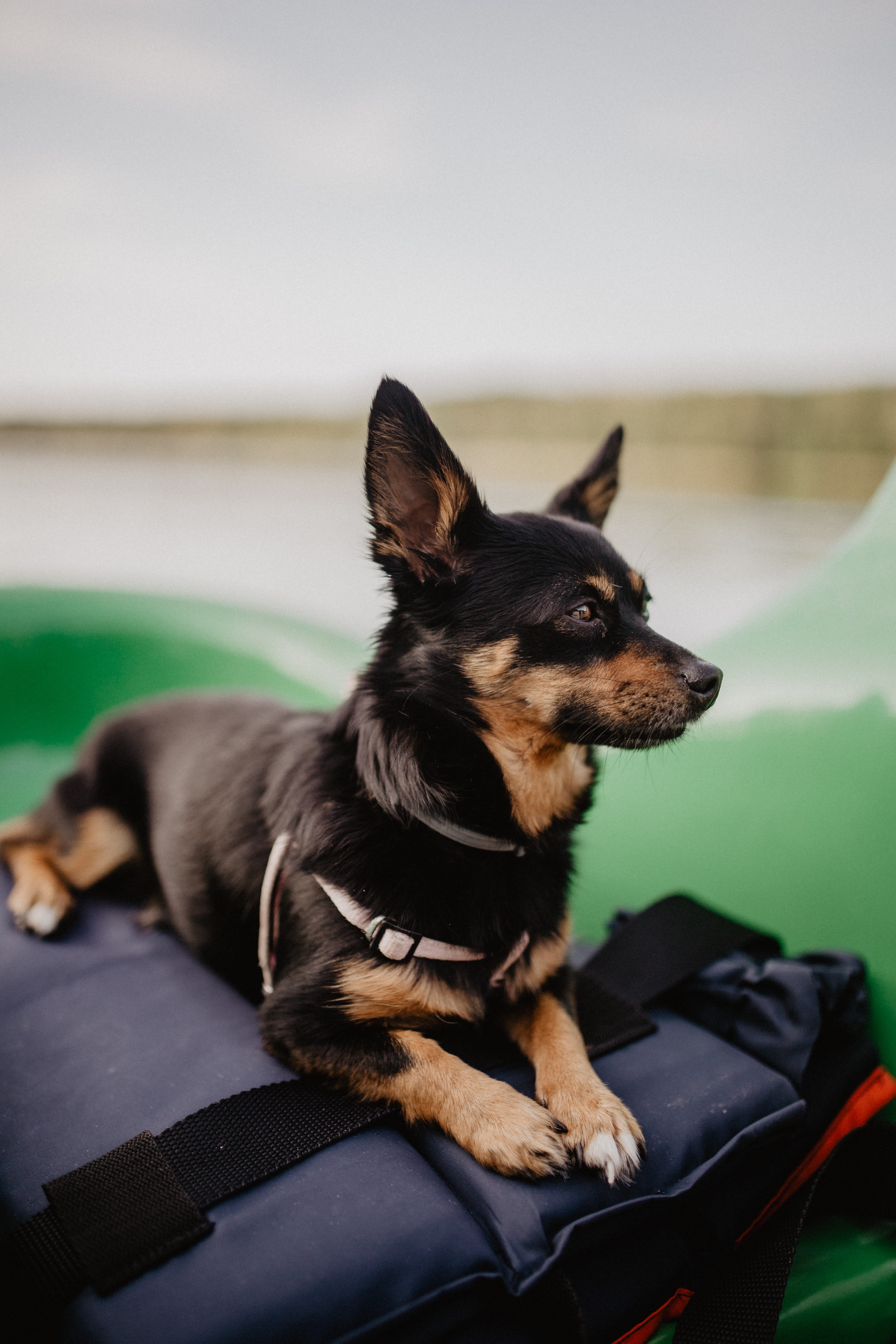 looking away, happy, transportation, pet, pets, relaxation, animal head, vertebrate, mammal, car, domestic, puppy, animal, canine, looking, domestic animals, Phone HD Wallpaper