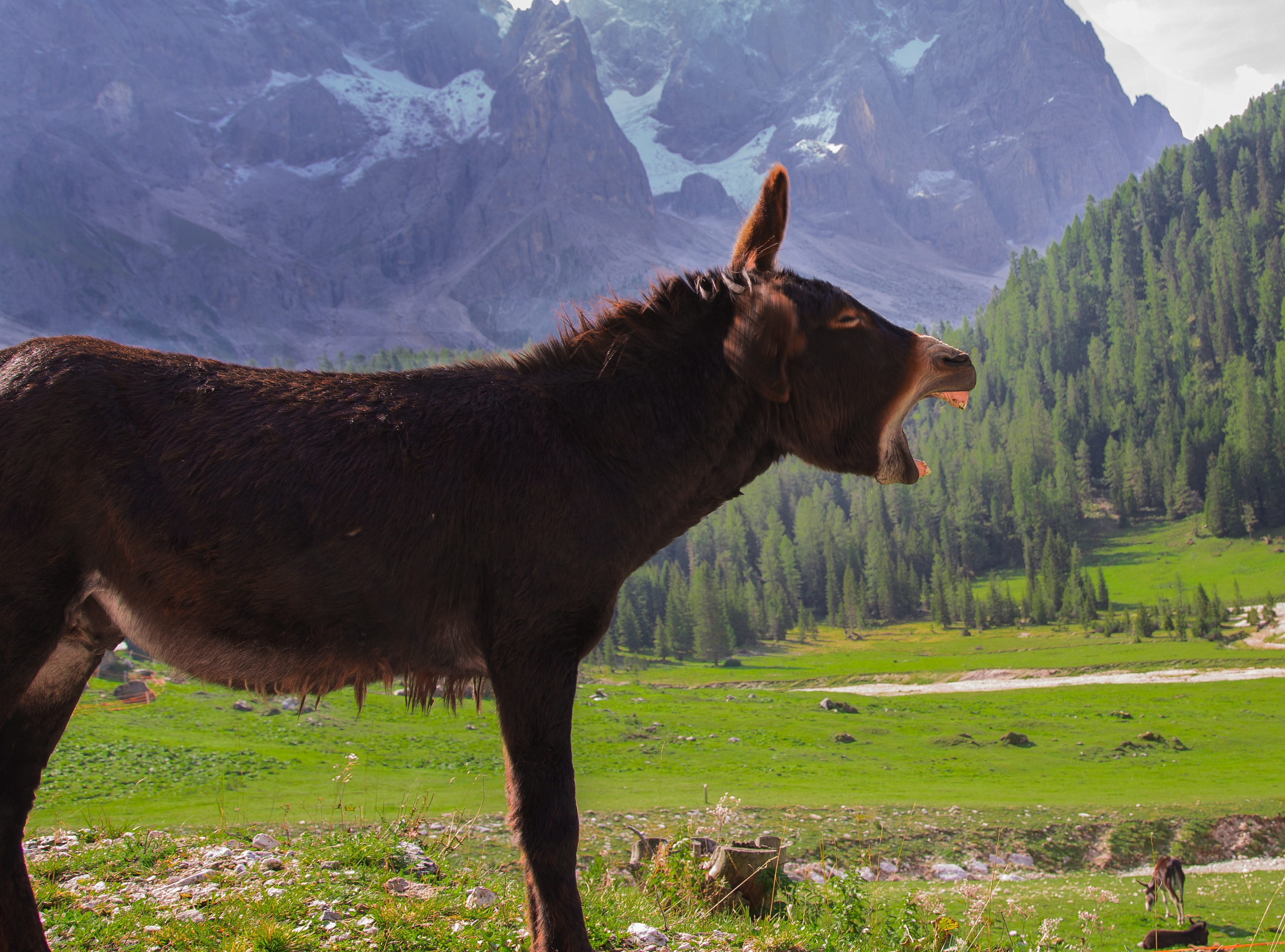 domestic animals, land, no people, donkey, plant, monti, supplies, animals, domestic, one animal, grass, animal wildlife, animal, load, mammal, vertebrate, HD Wallpaper