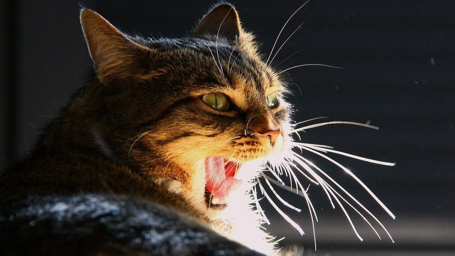 domestic cat, sticking out tongue, tabby, whisker, aggression, mouth, animal body part, one animal, animal mouth, pets, brown, domestic animals, animal head, HD Wallpaper