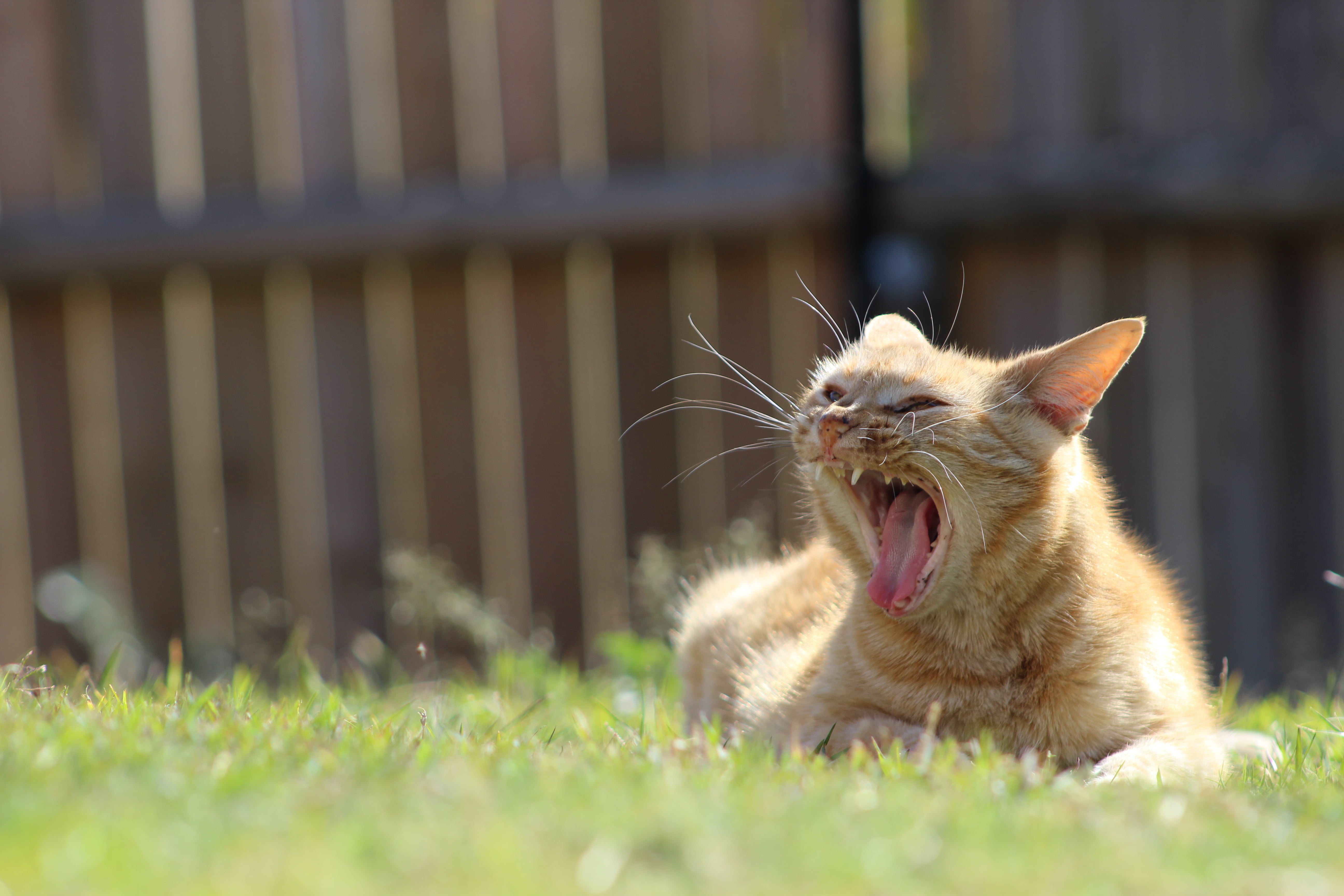 animal head, vertebrate, aggression, mammal, animal teeth, animal themes, depth of field, mouth open, 5K, relaxation, domestic, whisker, facial expression, HD Wallpaper