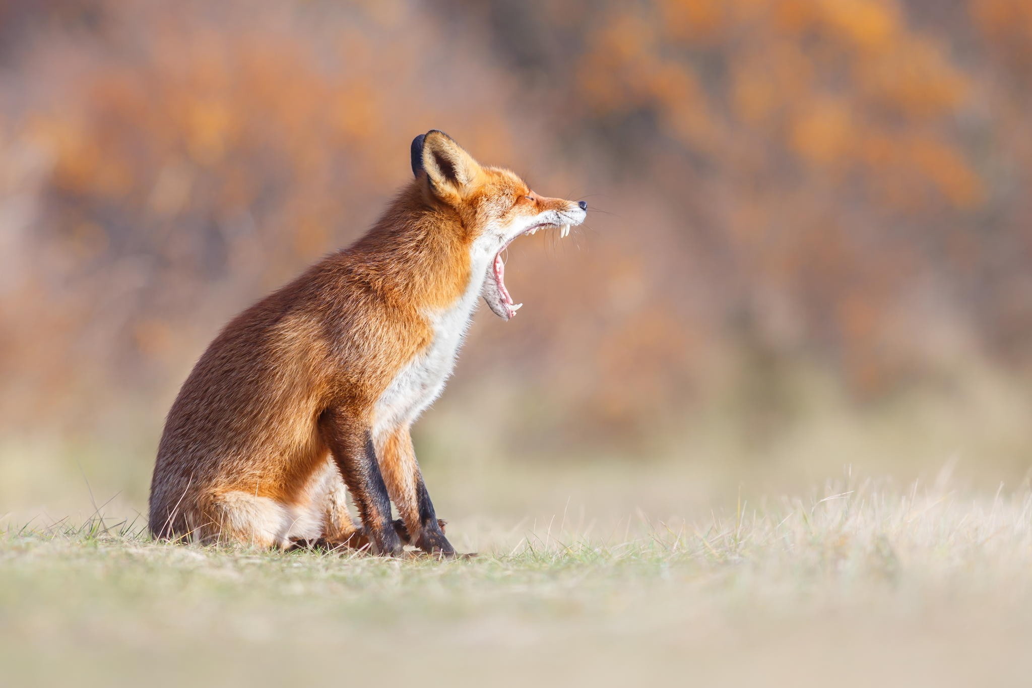 teeth, fox, yawning, animals, 1080P, HD Wallpaper