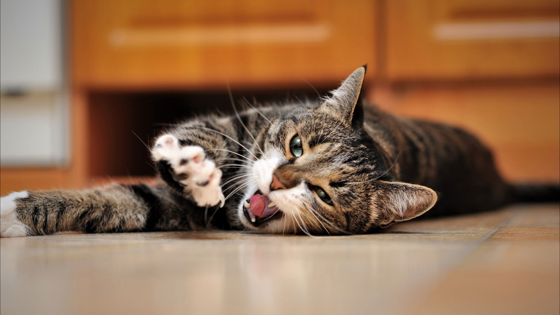 1080P, yawning, animals, cat, HD Wallpaper