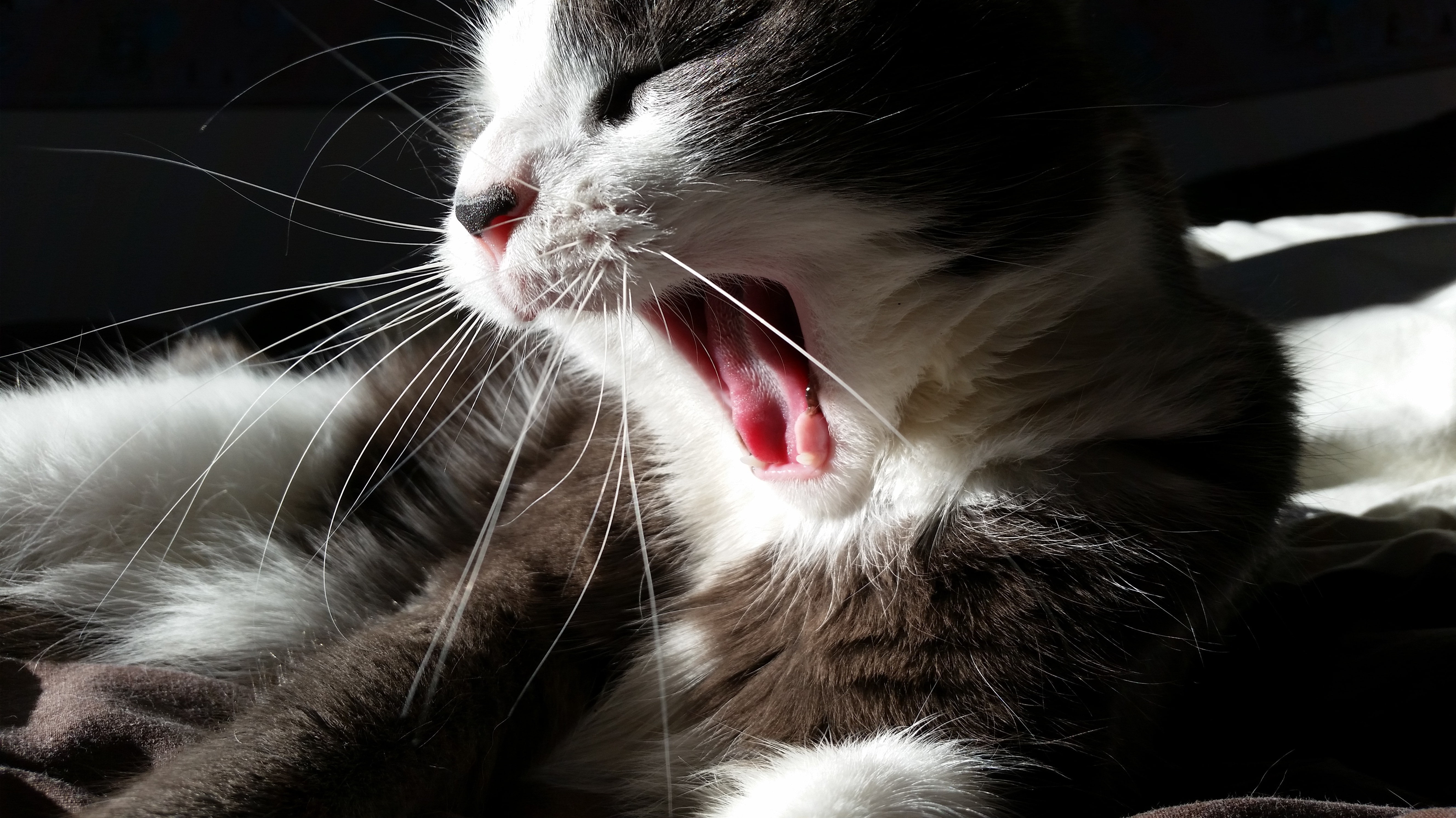 domestic animals, cat, mouth, mouth open, close-up, animal head, facial expression, no people, animal tongue, animal, 5K, animal body part, domestic cat, HD Wallpaper