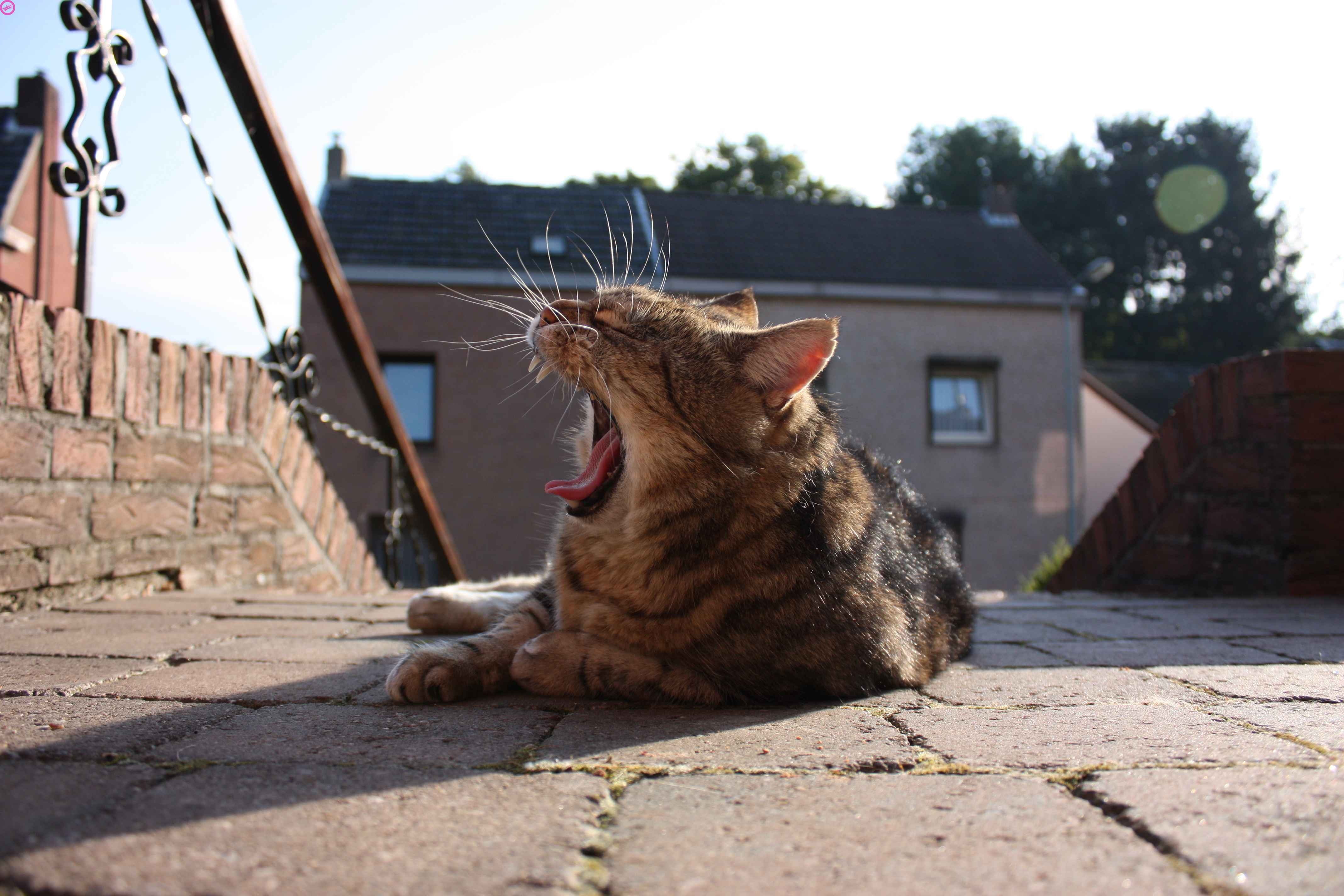domestic animals, animal, pets, feline, vertebrate, mouth, mammal, sunlight, 4K, no people, animal themes, animal mouth, day, animals, yawning, mouth open, HD Wallpaper