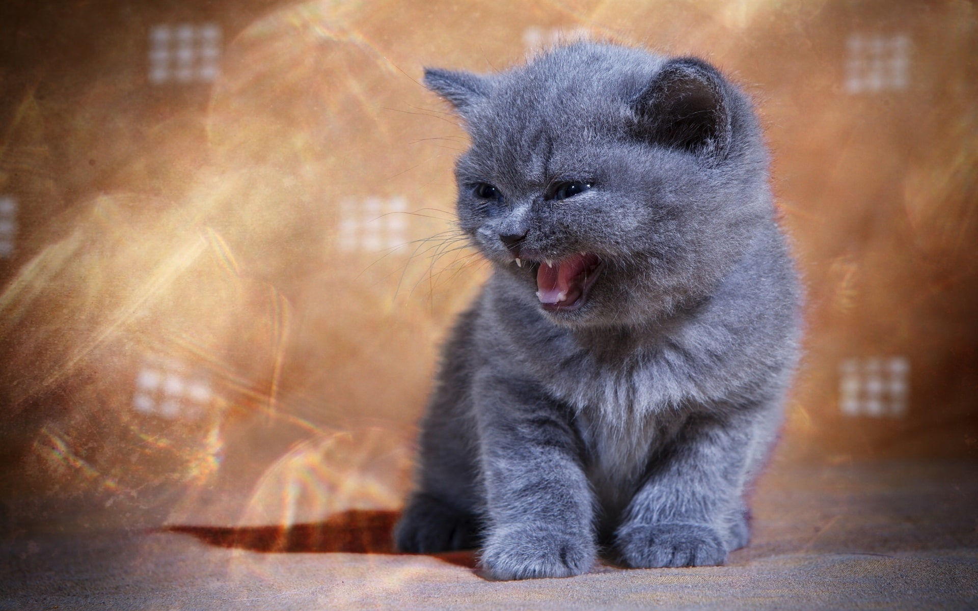 Yawn, British, 1080P, Shorthair, Kitten, HD Wallpaper
