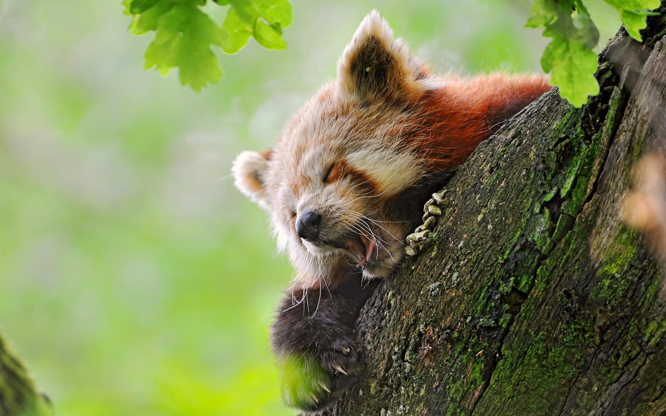 animals In The Wild, small, red panda, tree trunk, animal wildlife, endangered Species, tree, panda, close-up, panda - Animal, bear, day, animal, animal themes, HD Wallpaper
