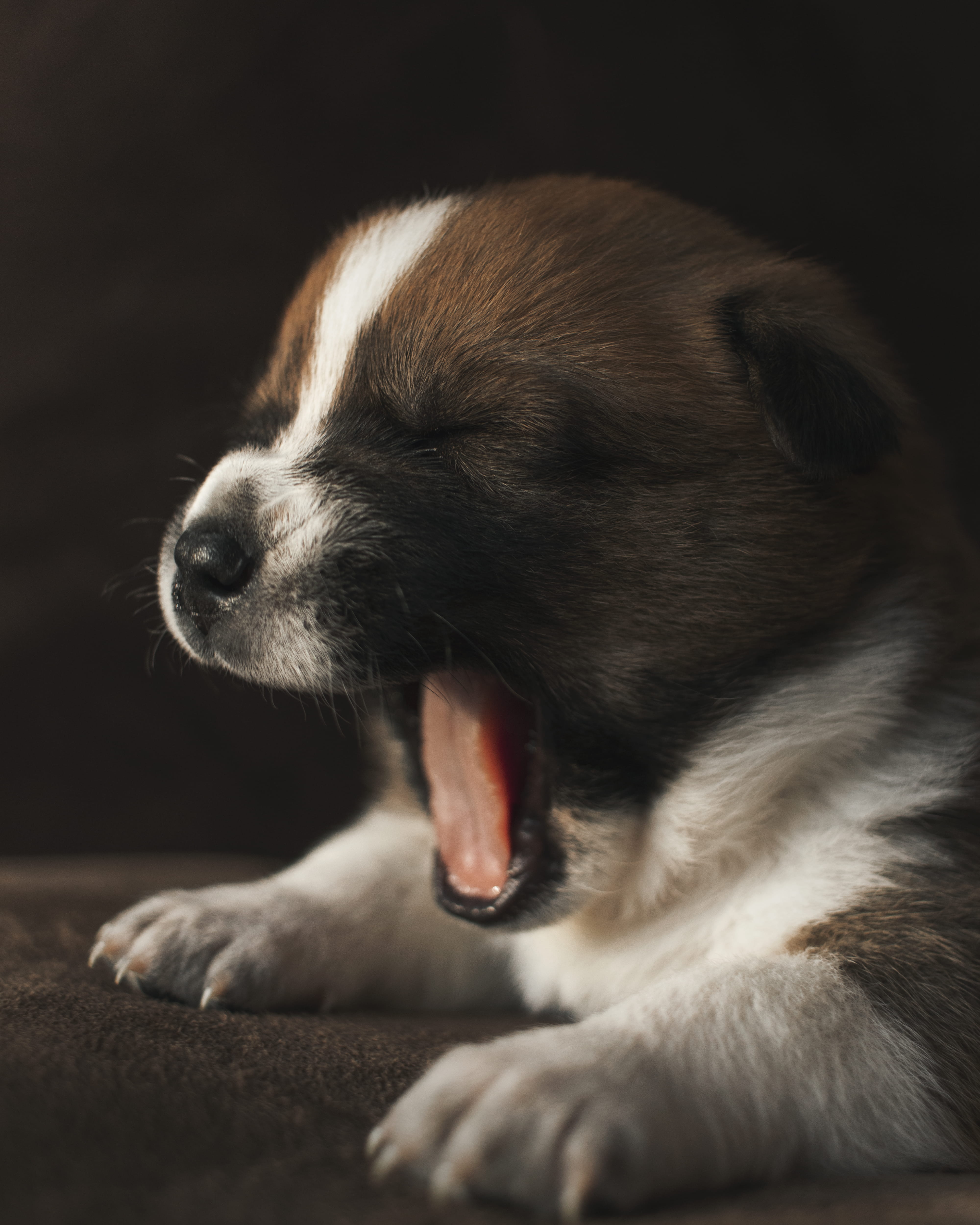 close-up, one animal, brown, domestic animals, short, eyes closed, animal tongue, indoors, mammal, vertebrate, domestic, relaxation, coated, animal themes, Phone HD Wallpaper