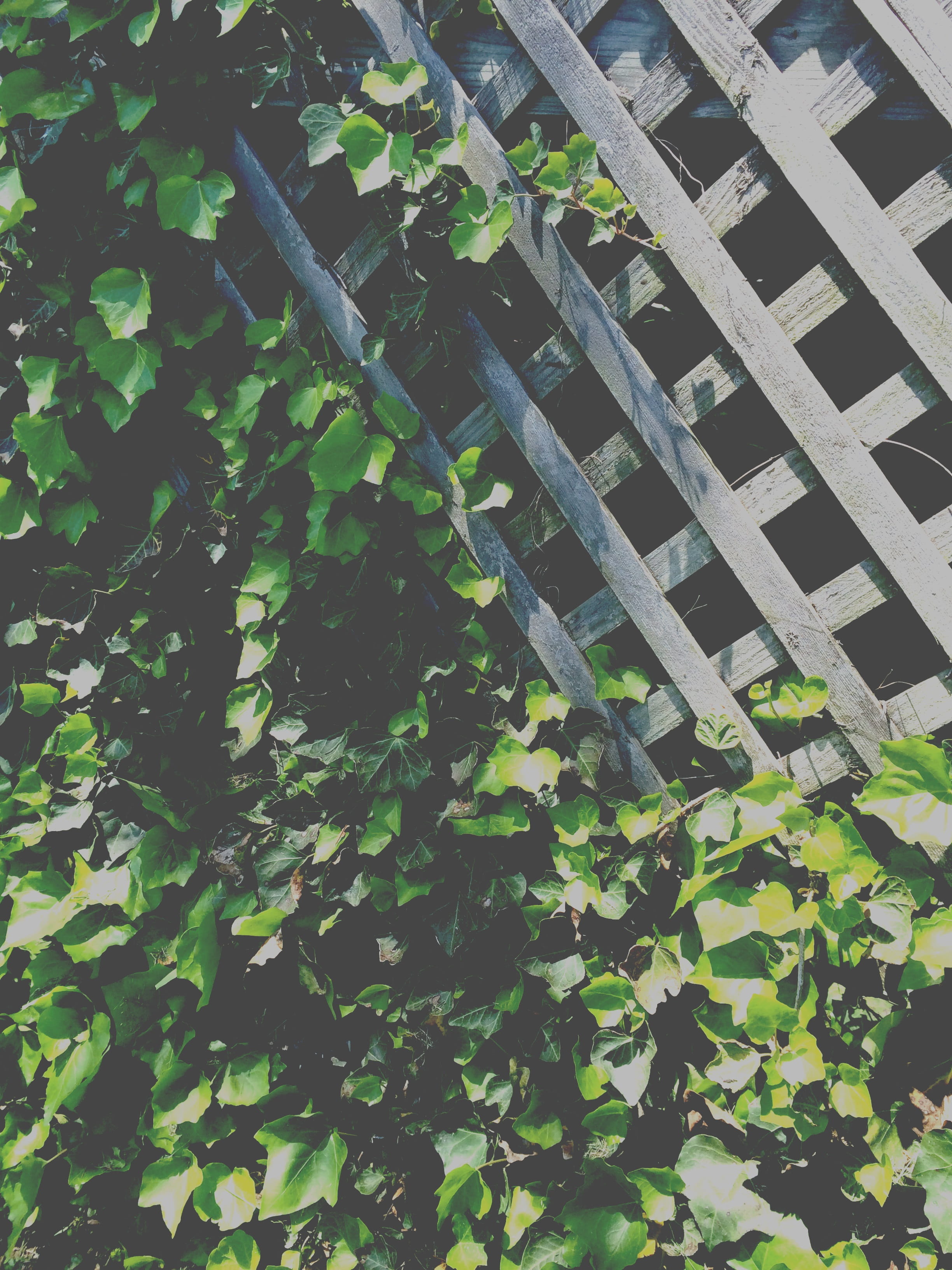 nature, wood - material, springdale, 2K, united states, creeper plant, summer, growth, leaf, tree, plant part, day, leaves, metal, outdoors, ivy, built structure, Phone HD Wallpaper