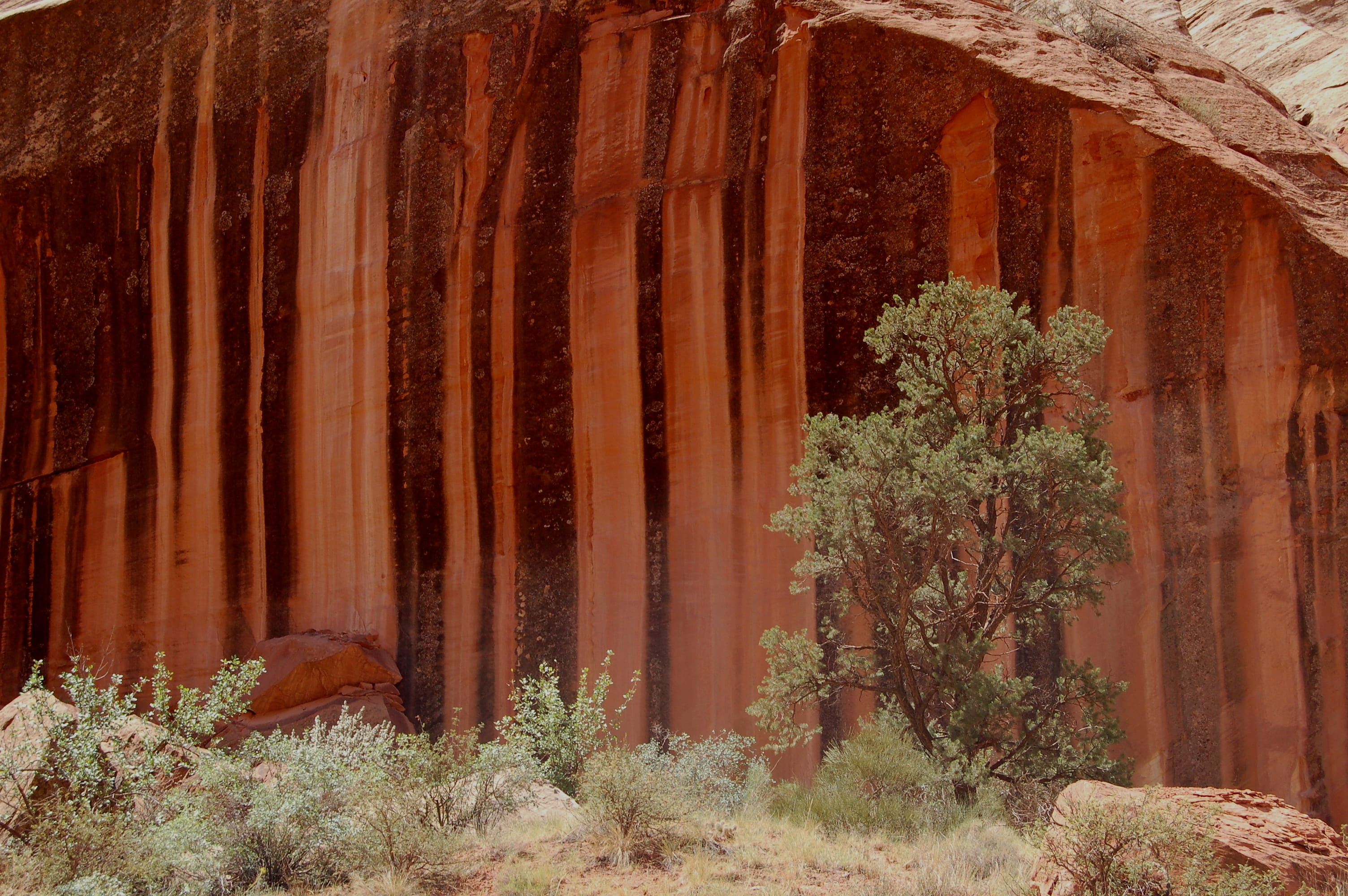 rock, tapestry, day, growth, united states, tranquility, beauty in nature, tree, orange, capitol reef, no people, forest, land, sandstone, tranquil scene, HD Wallpaper