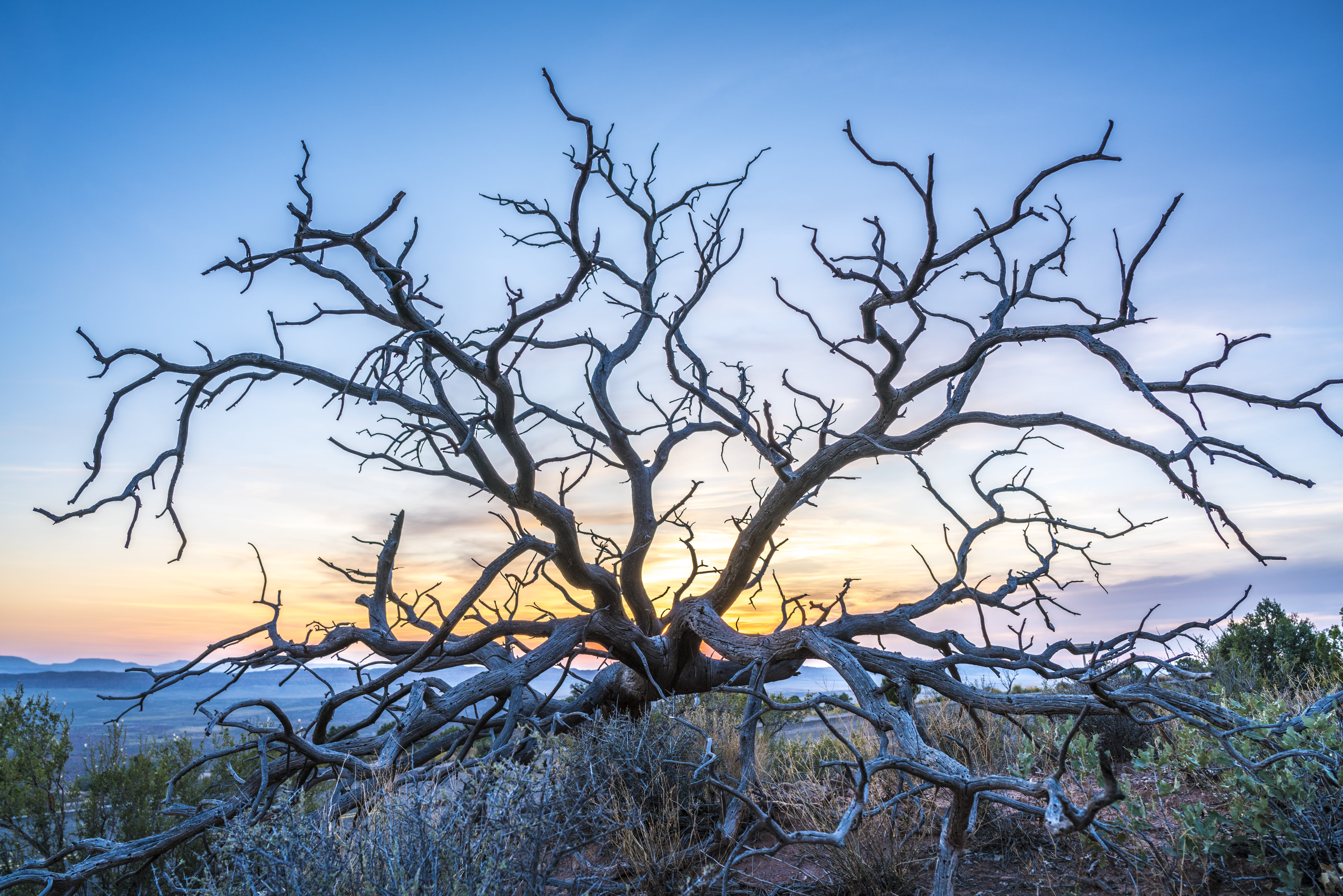 land, backlit, hiking, branch, outdoor, growth, tranquil scene, no people, bare tree, shapes, tranquility, adventure, landscape, day, clear sky, HD Wallpaper