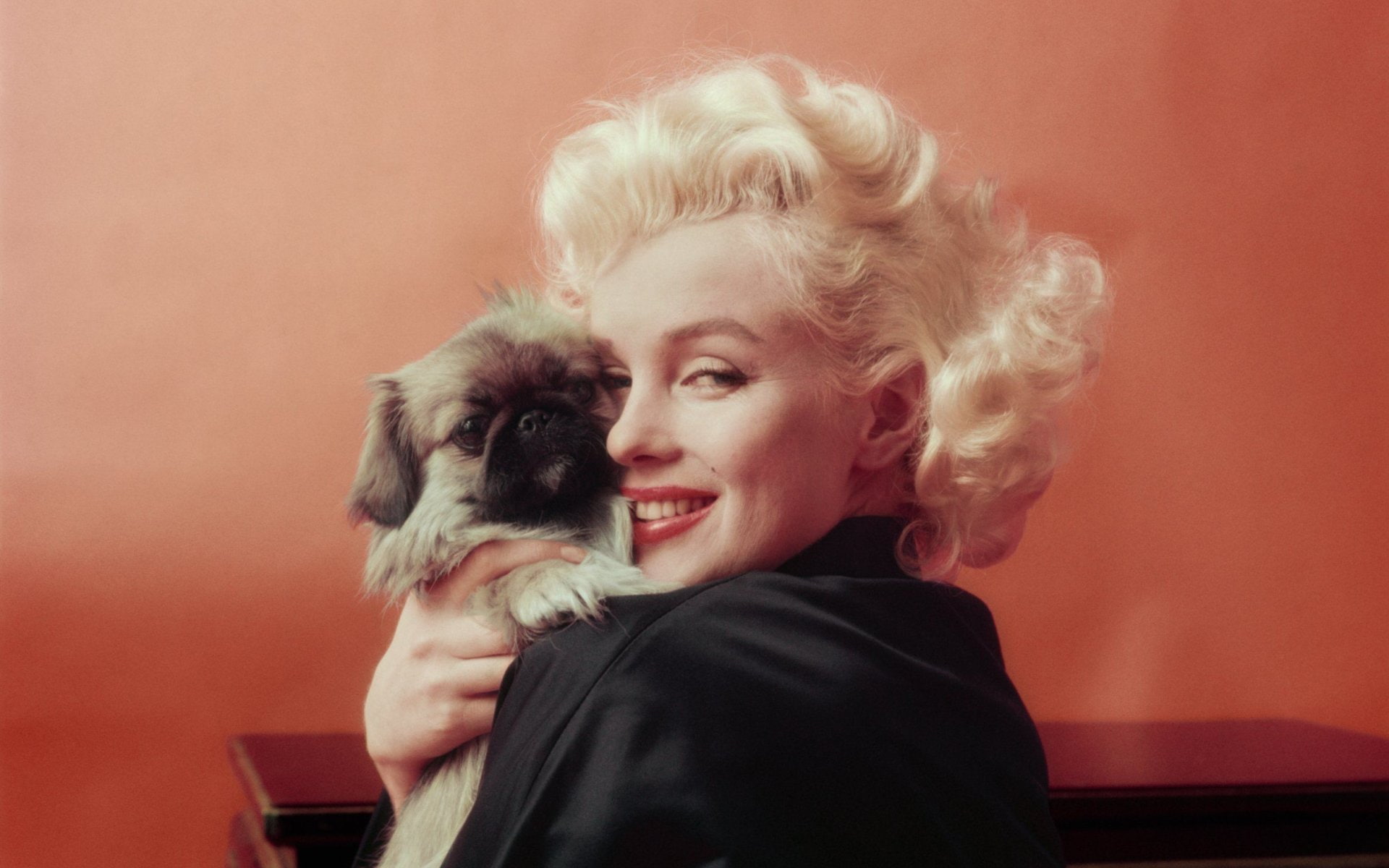 1080P, Marilyn Monroe, Dog, Celebrity, Puppy, Actresses, HD Wallpaper
