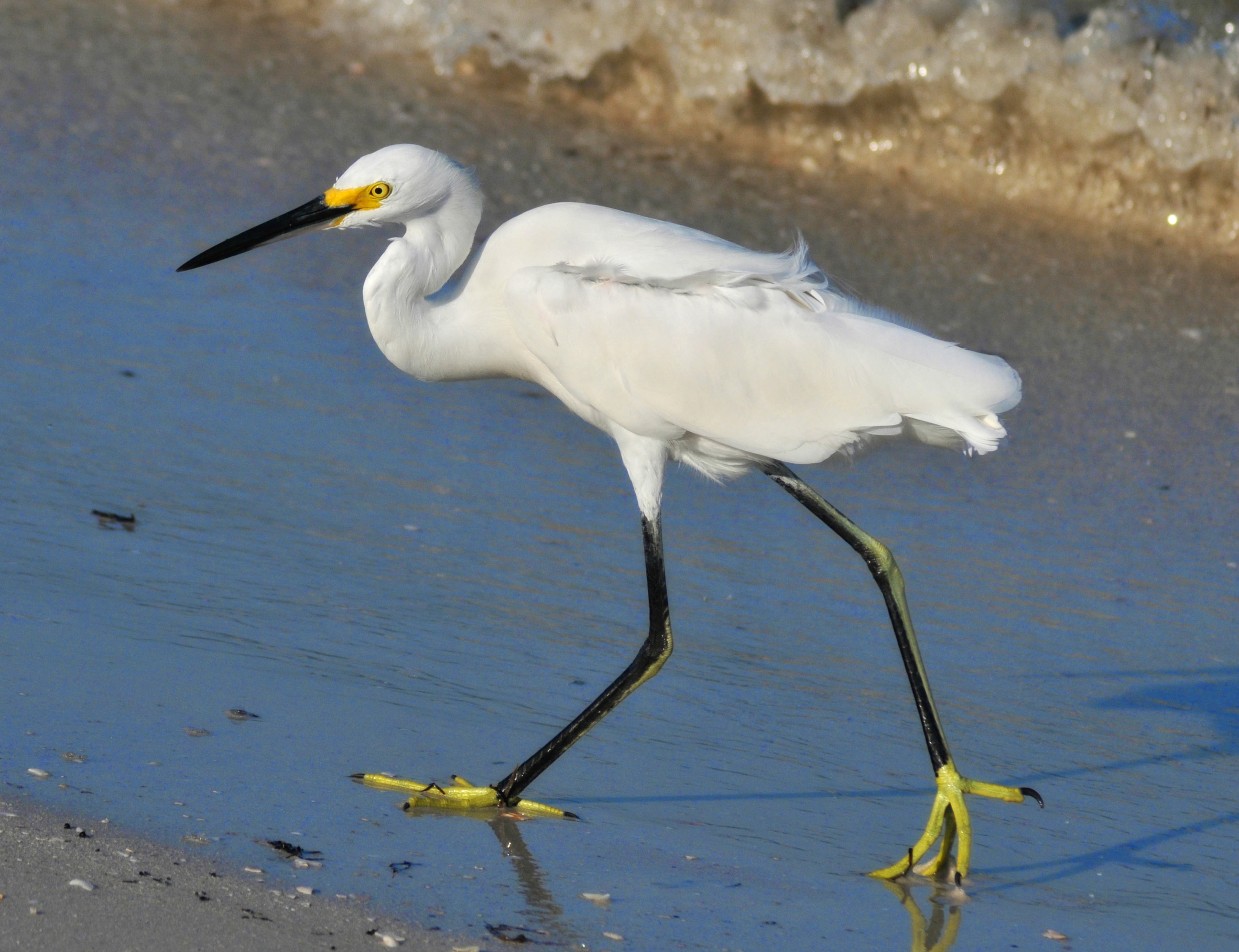 snowy egret, birds, animal, one animal, beak, shore, nature, no people, water, egretta, sea, florida, water bird, white color, side view, white, st pete beach, HD Wallpaper