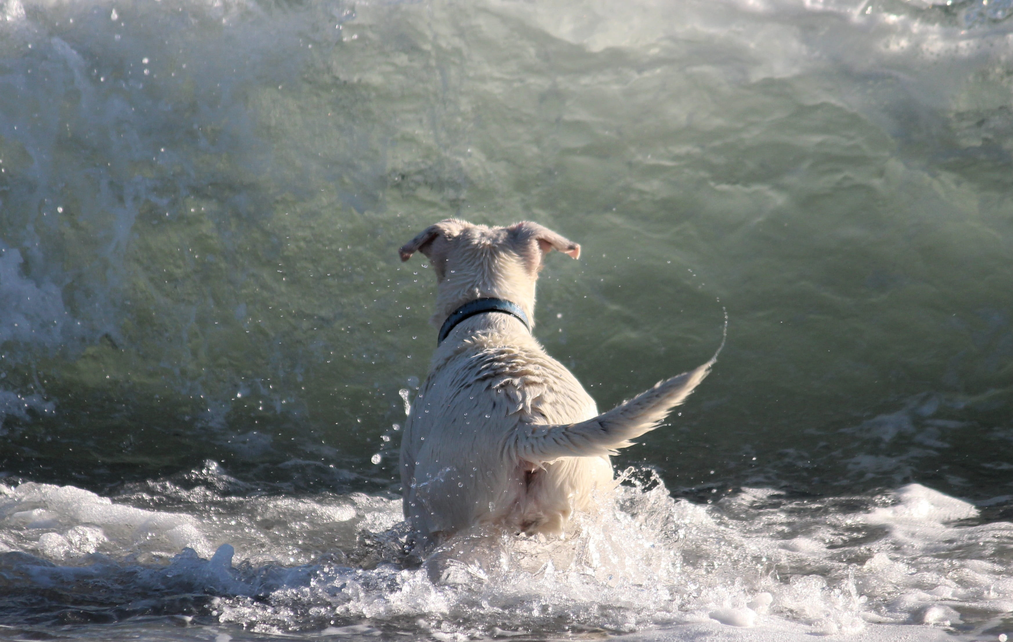 play, body, wet fur, domestic animals, sand, weimaraner, attention, walk, hybrid, motion, white, water wall, day, search, Wave, race, pets, animals in the wild, HD Wallpaper
