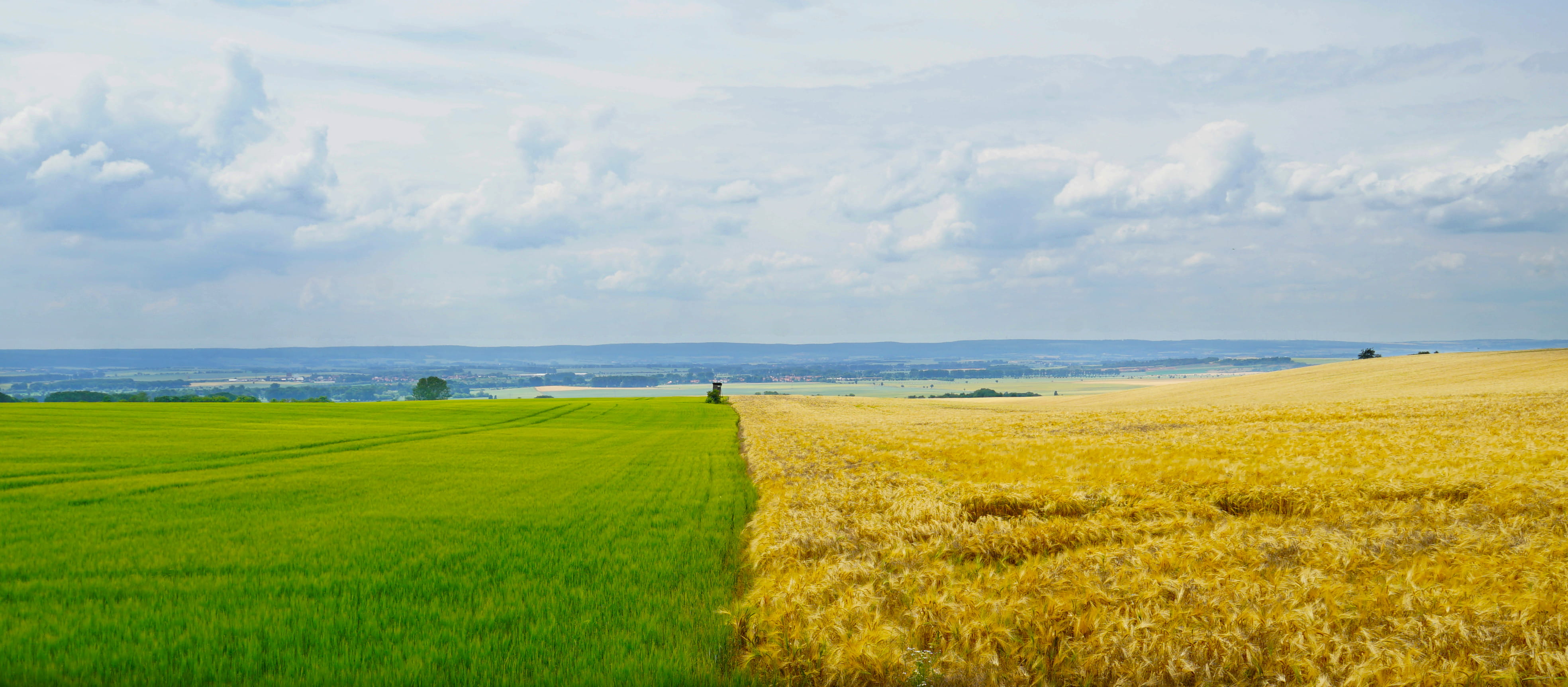 grain, germany, farm, beauty in nature, growth, countryside, rurally, field, rural economy, 4K, country, grains, faming, day, nature, tranquility, no people, HD Wallpaper