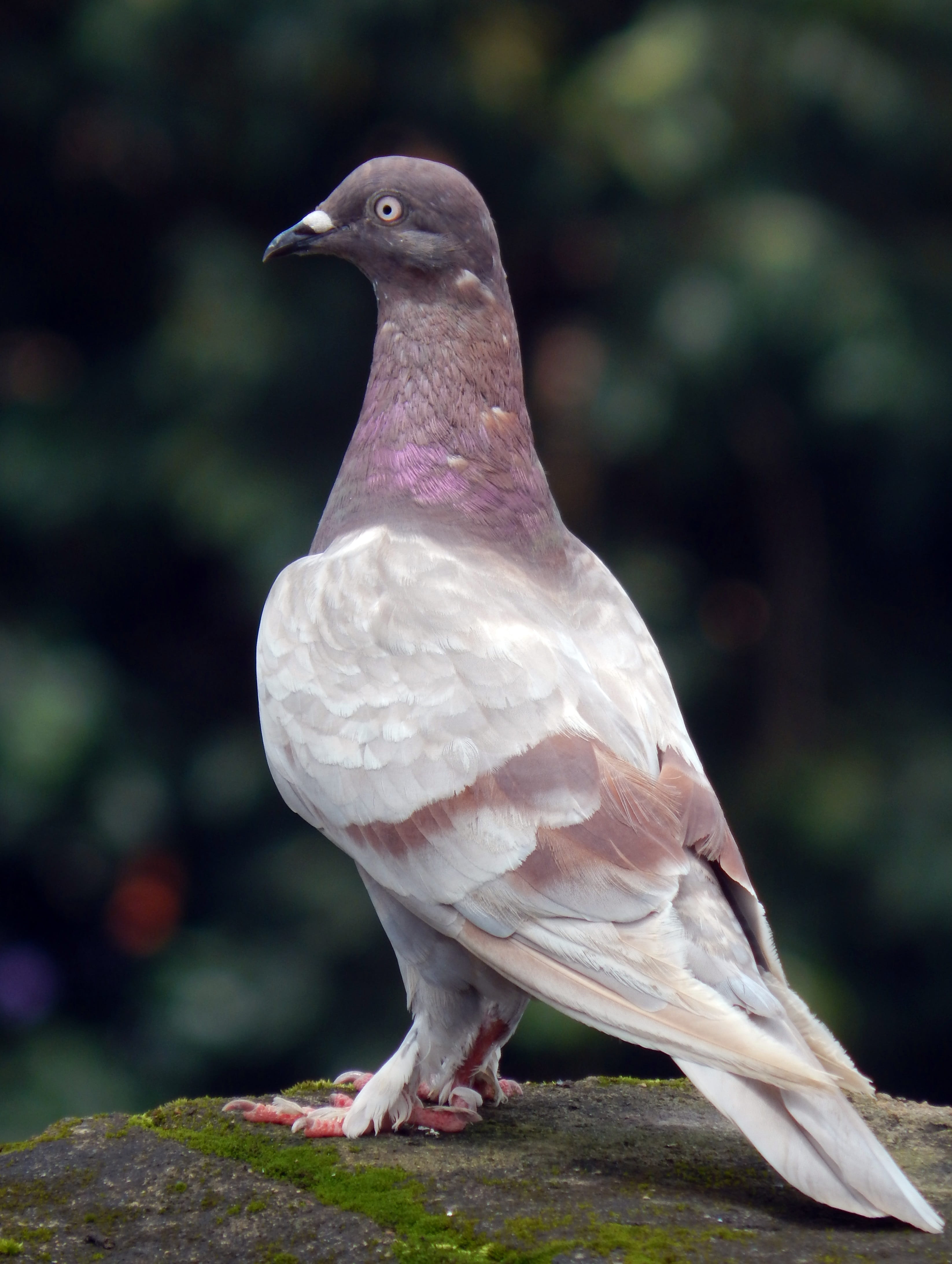 close-up, outdoors, animal themes, Rock, fauna, dove - bird, perching, dharwad, feather, wildlife, 4K, Pigeon, focus on foreground, pigeon, Rock Pigeon, Phone HD Wallpaper