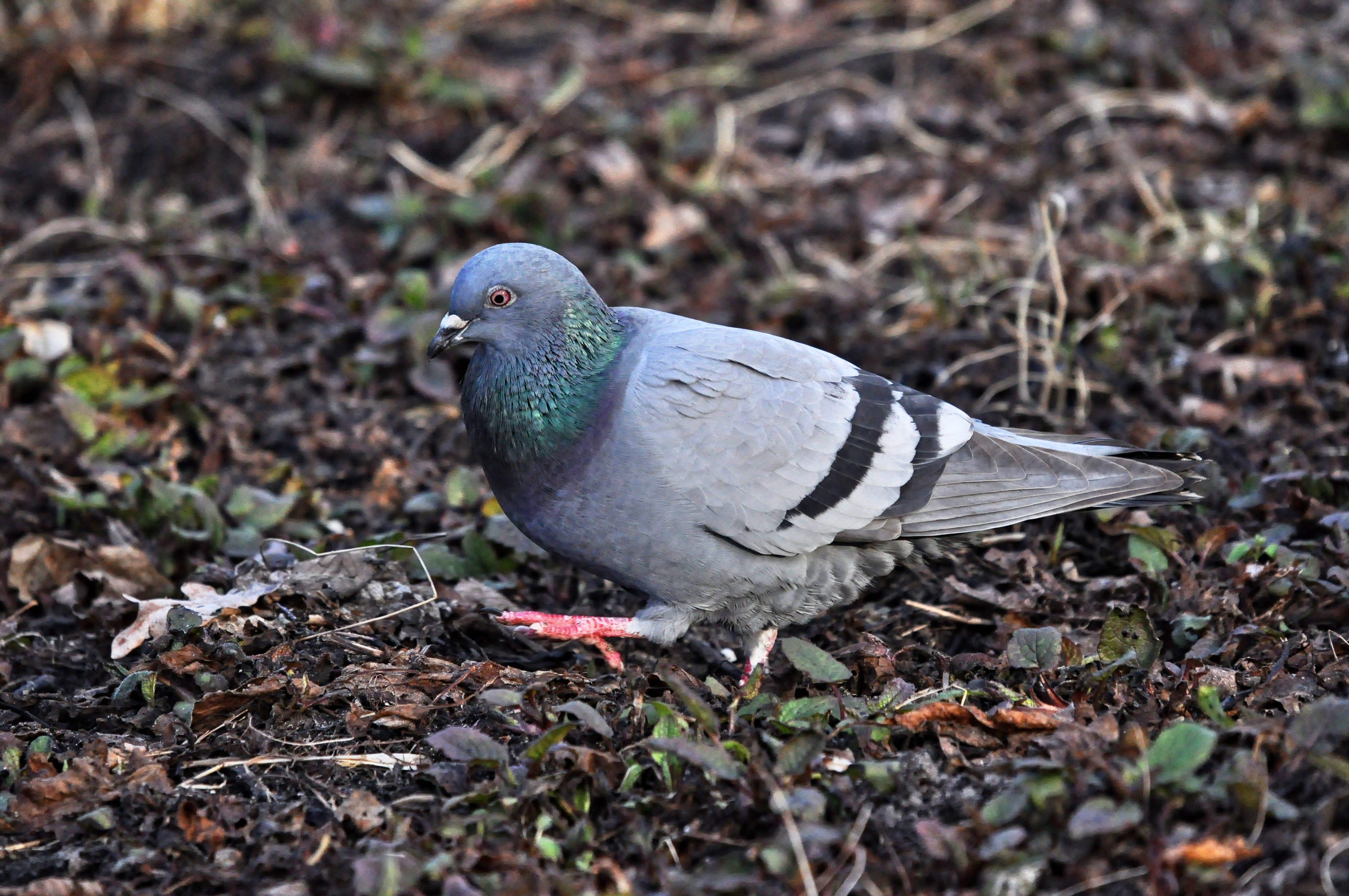 gray, pigeon, outdoors, one animal, close-up, park, vertebrate, focus on foreground, 4K, day, land, dove - bird, plumage, feather, looking, field, dove, HD Wallpaper