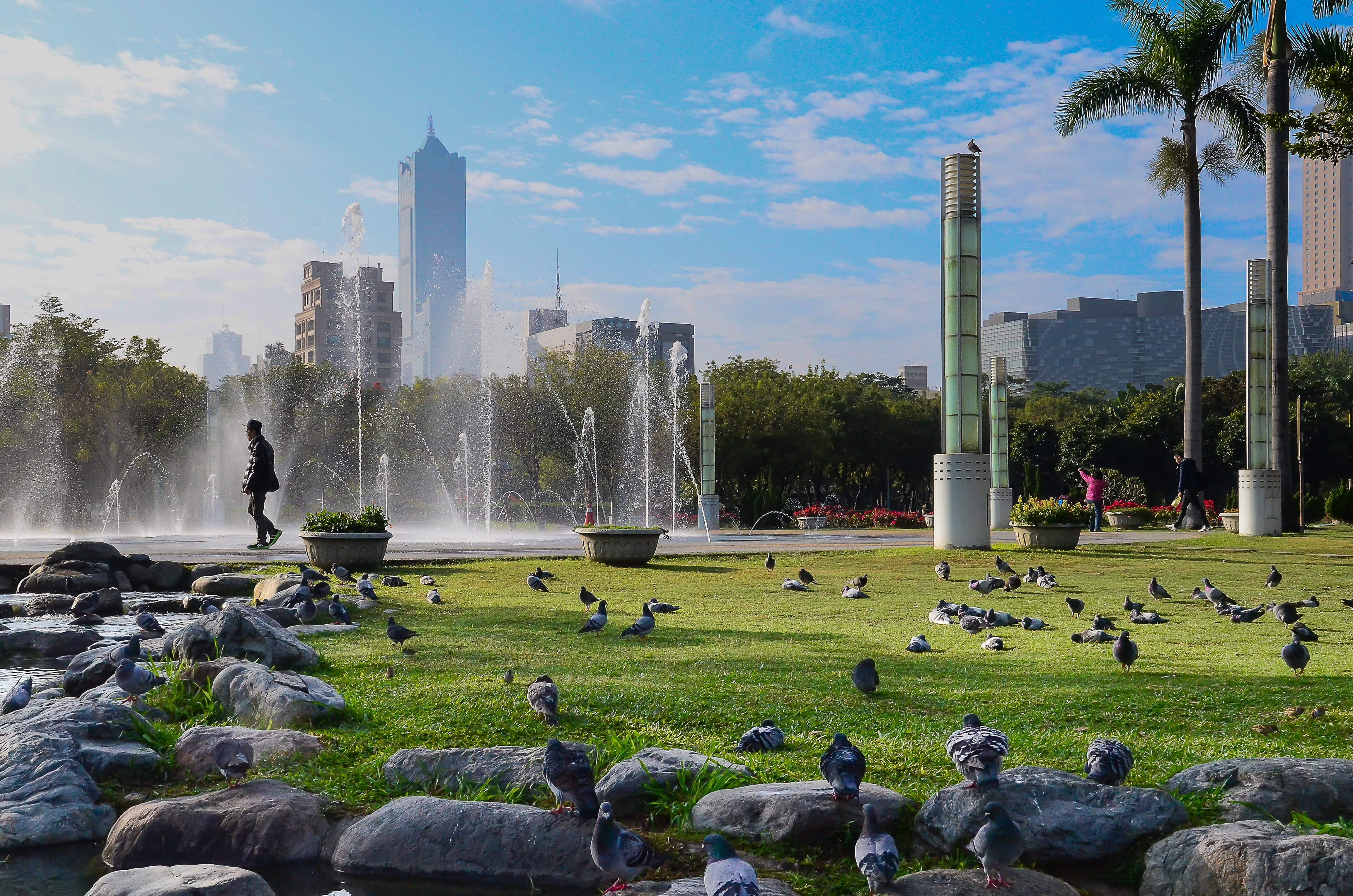 water, skyscraper, architecture, men, park, Kaohsiung, Pigeon, tree, lifestyles, city, grass, nature, green, rock, office building exterior, outdoors, real people, HD Wallpaper