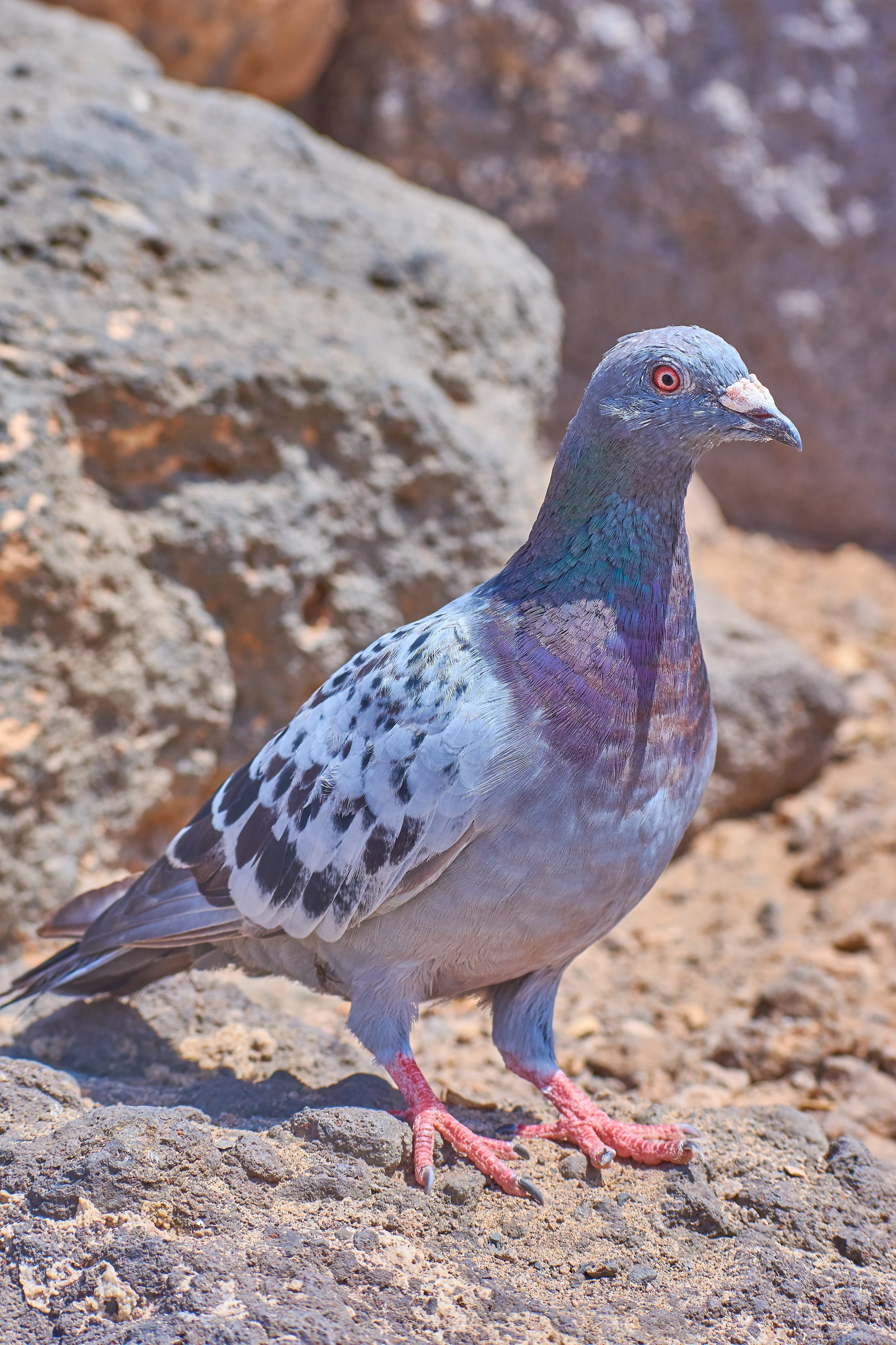 animal themes, vertebrate, nature, day, animal world, pigeon, rock, dove, animals in the wild, wild, dove - bird, perching, bird, no people, 5K, animal wildlife, Phone HD Wallpaper