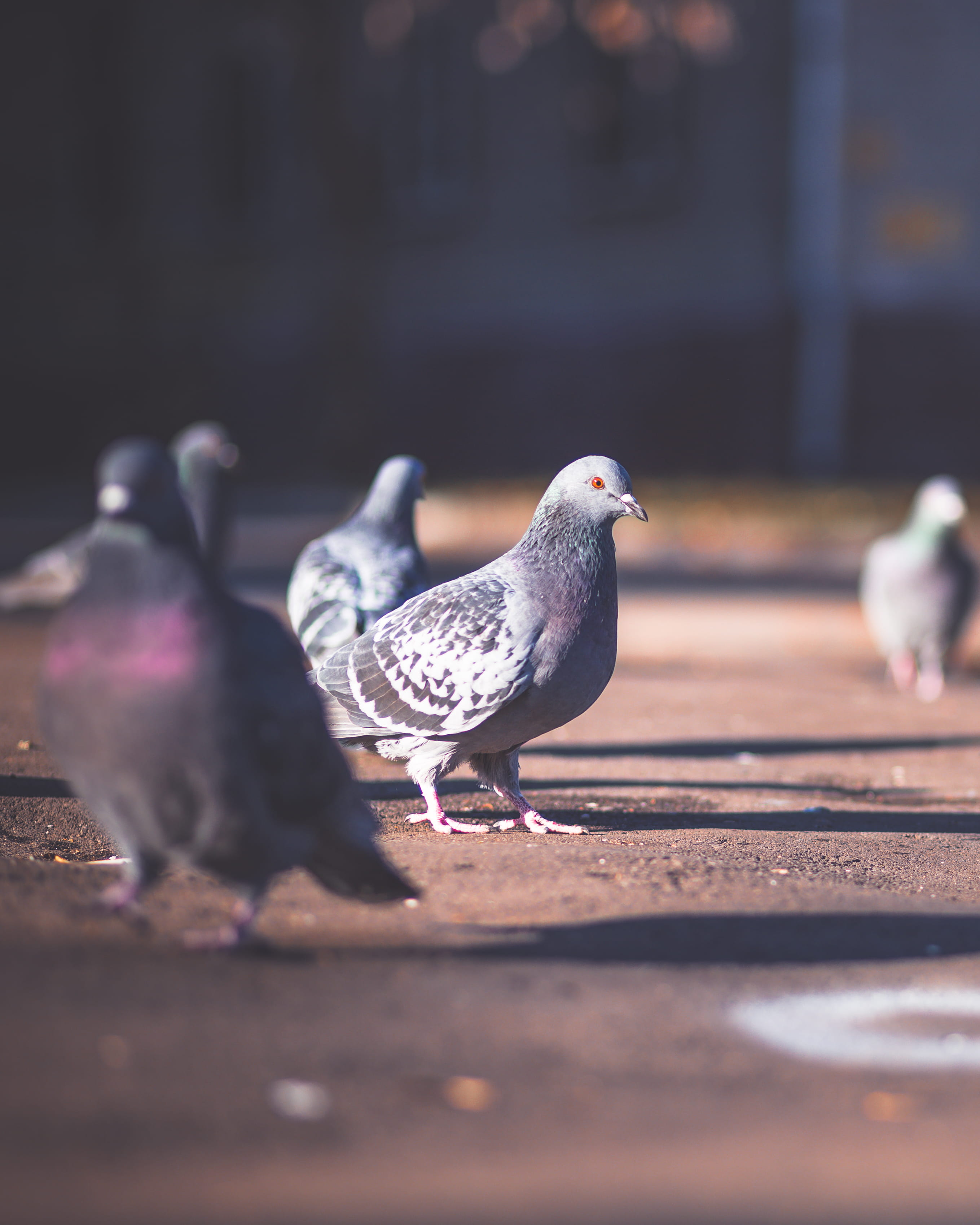 flock, rock, dove, close-up, pidgeon, 2K, gray, dove - bird, two animals, beak, vertebrate, five, pigeons, finch, animal themes, outdoors, agelaius, selective focus, Phone HD Wallpaper