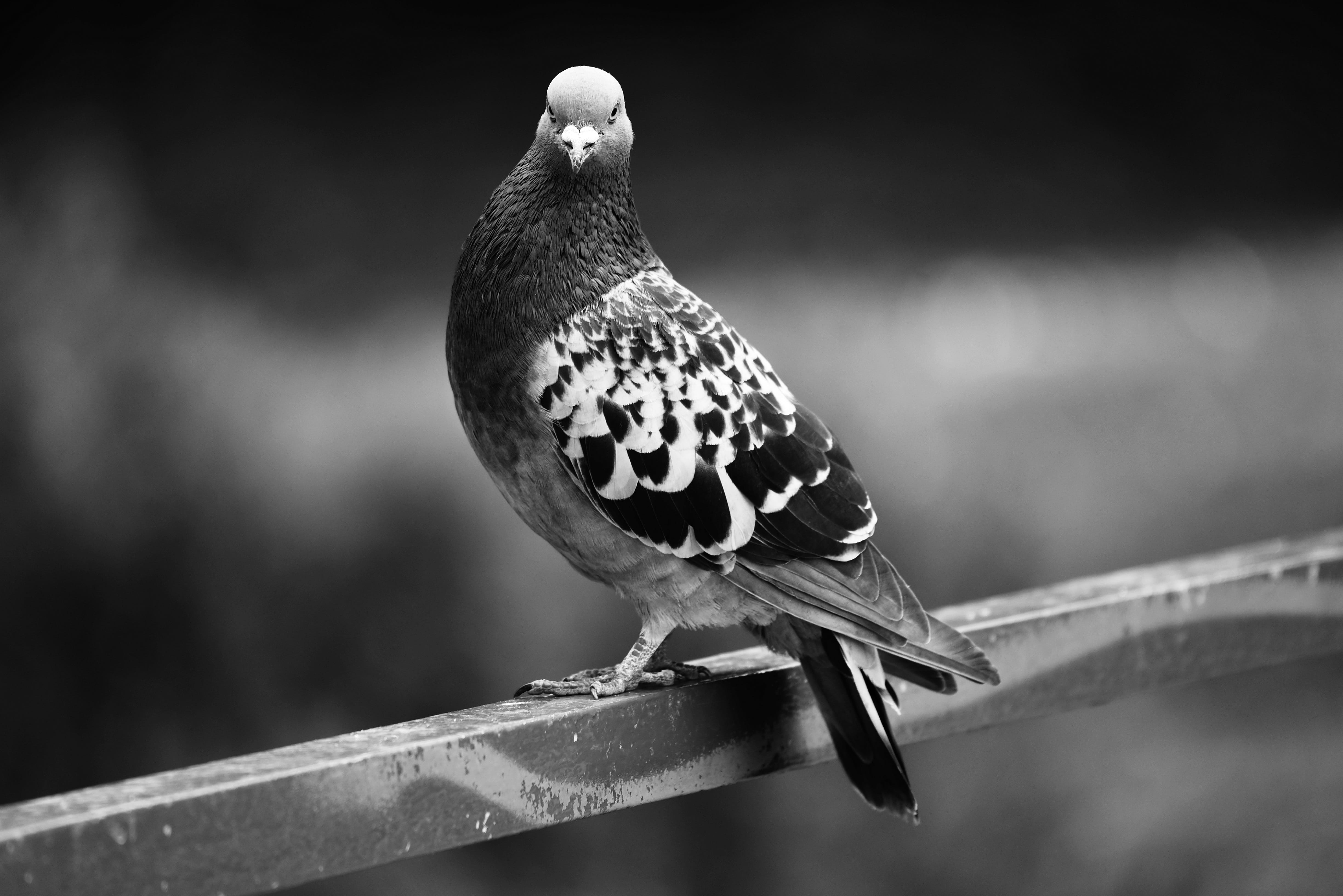 wildlife, day, no people, wood - material, rail, focus on foreground, pigeon, outdoors, plumage, one animal, looking away, branch, columbidae, urban, nature, HD Wallpaper