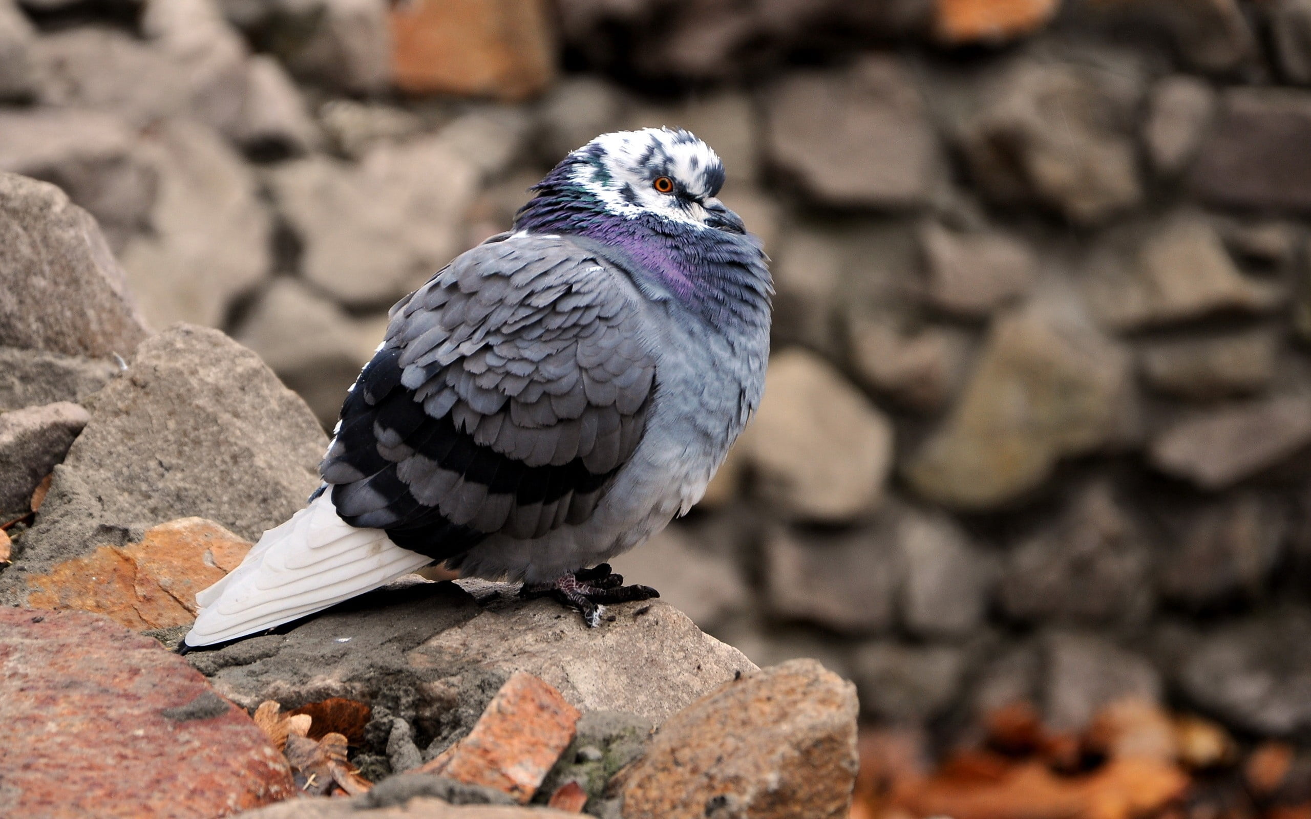 stone wall, outdoors, animal wildlife, vertebrate, close-up, dove - Bird, nature, sitting, full length, animal, animal Wing, one Animal, pigeon, perching, HD Wallpaper