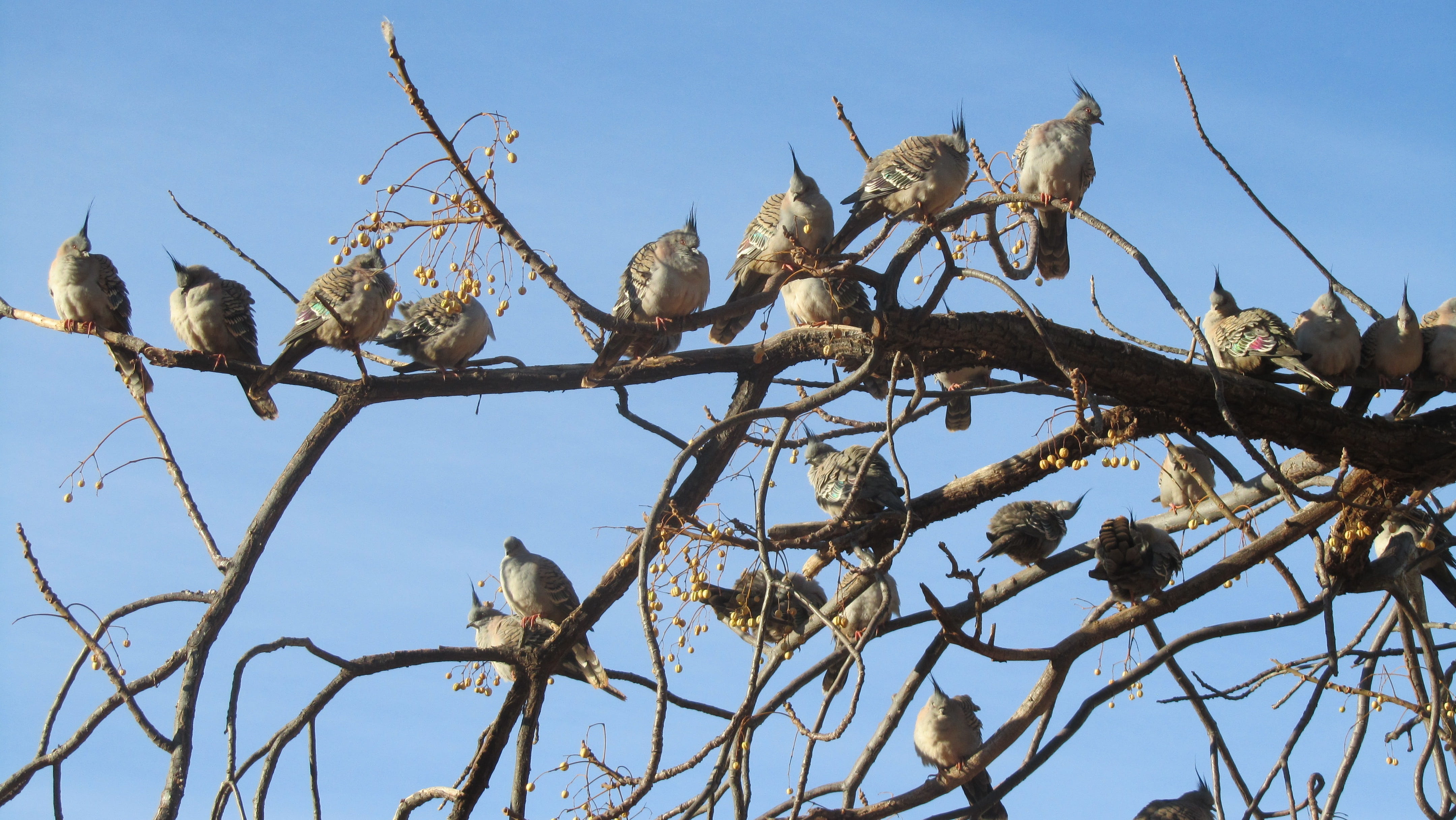 birds, animal themes, Mutitjulu, desert, eagle, ayers rock, bird of prey, animal, perching, pigeons, animal wildlife, group of animals, day, outdoors, nature, HD Wallpaper