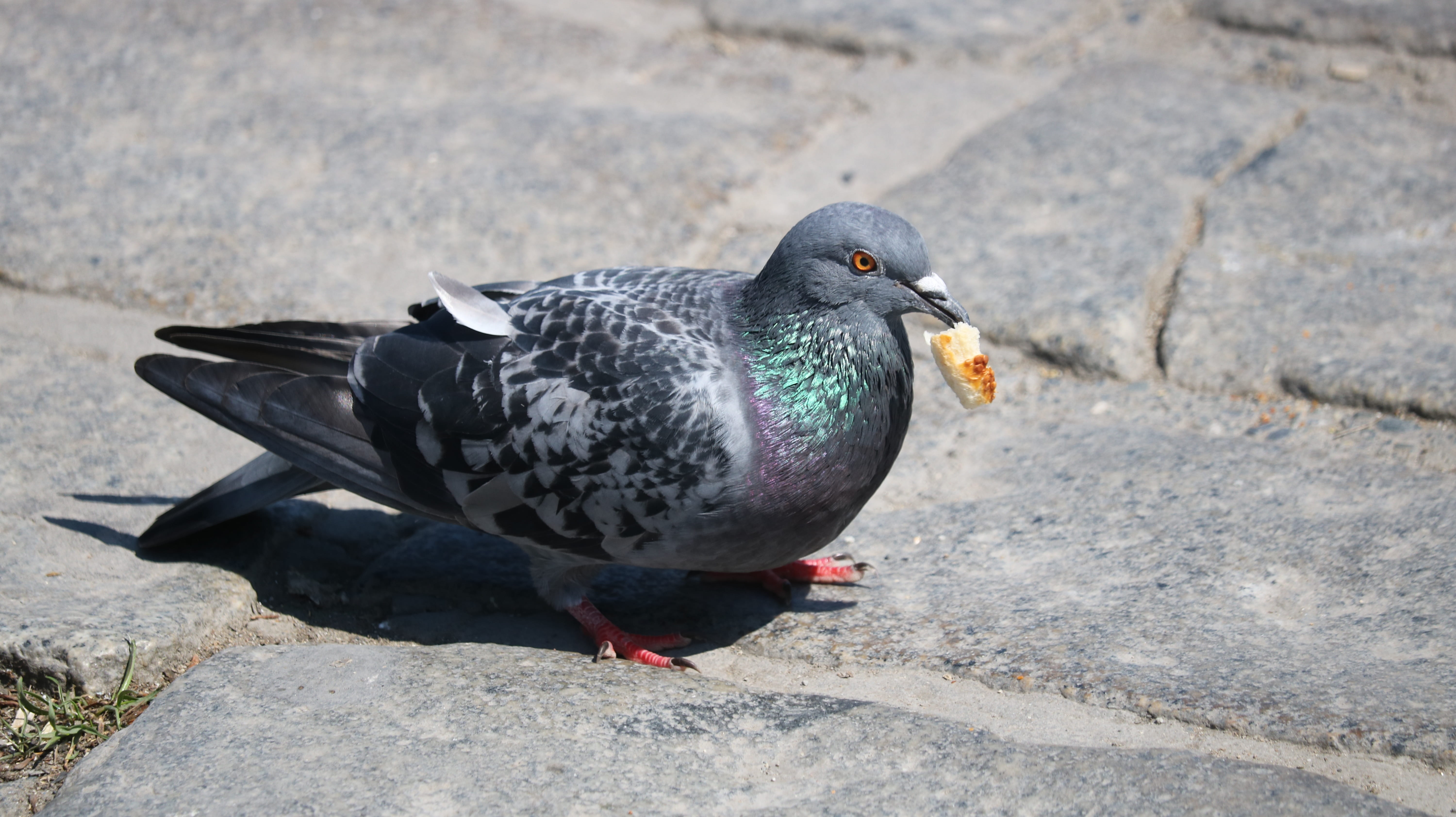animal wildlife, no people, animal themes, outdoor, 5K, rock - object, pigeon, vertebrate, summer, full length, little, sunlight, outdoors, animals, beautiful, HD Wallpaper