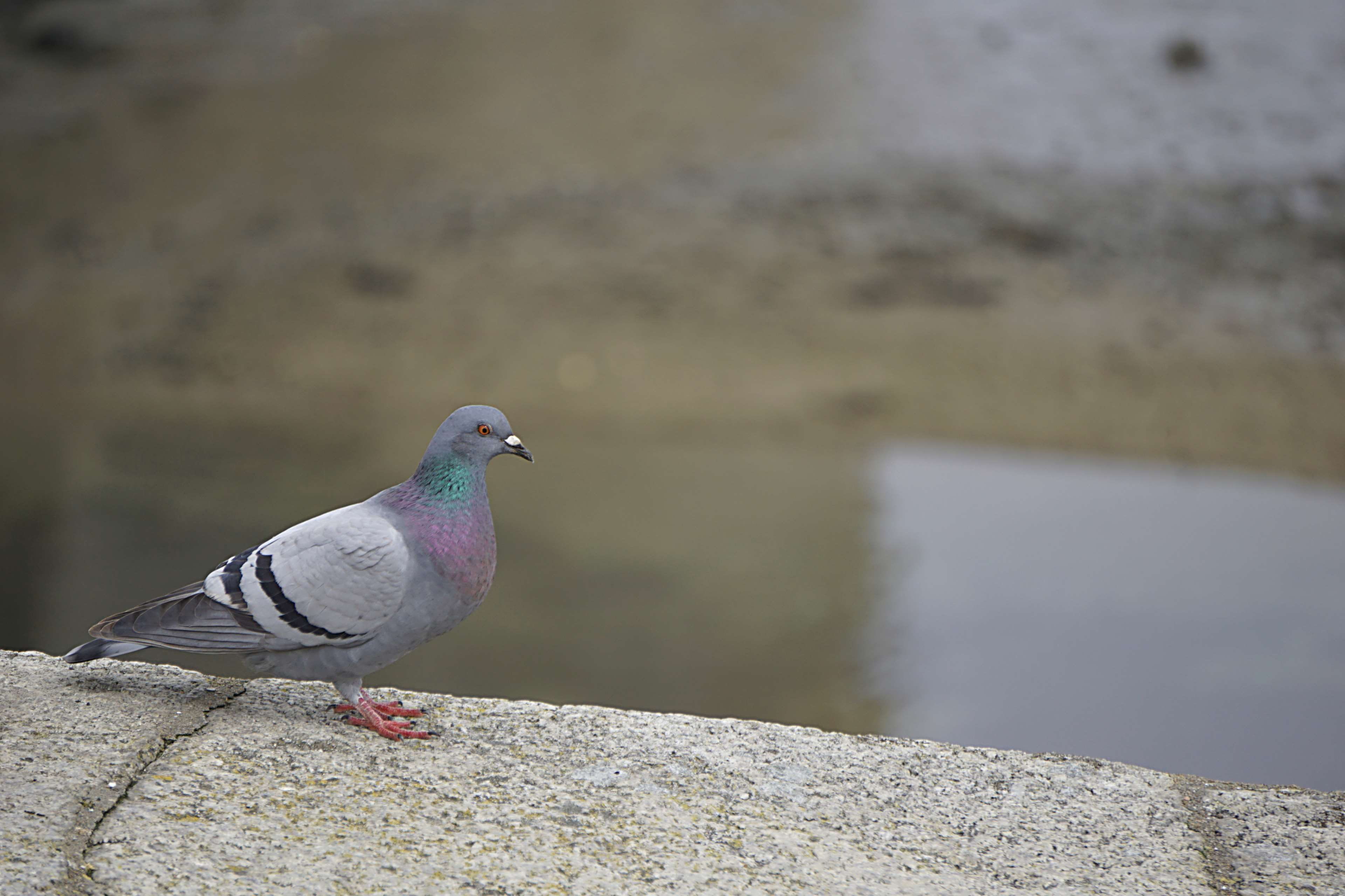 vertebrate, pigeon, perching, bird, nature, animals in the wild, solid, animaux, ramier, one animal, focus on foreground, animal themes, retaining wall, HD Wallpaper