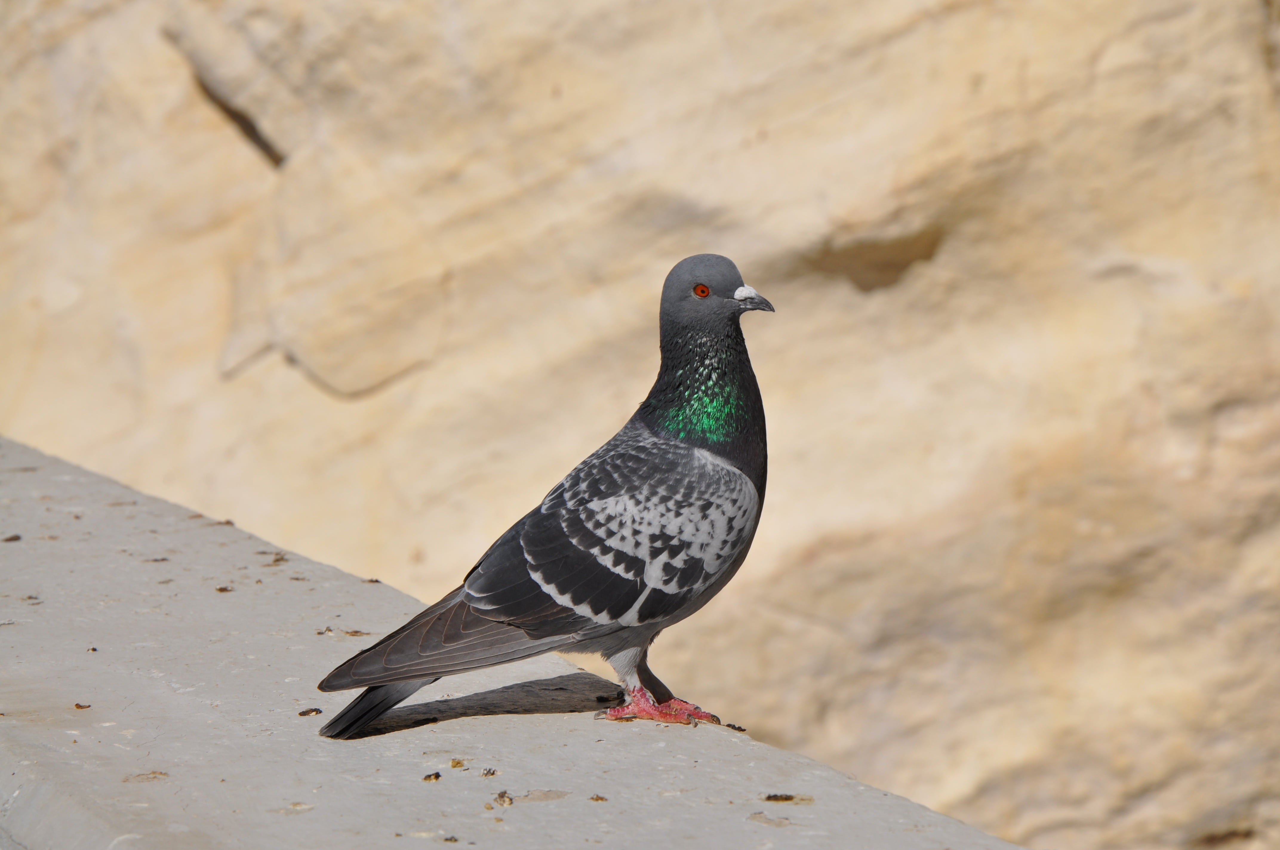animal themes, natural, peace, color, animal wildlife, focus on foreground, wildlife, one animal, beak, day, pigeon, eye, close-up, bird, outdoors, nature, HD Wallpaper