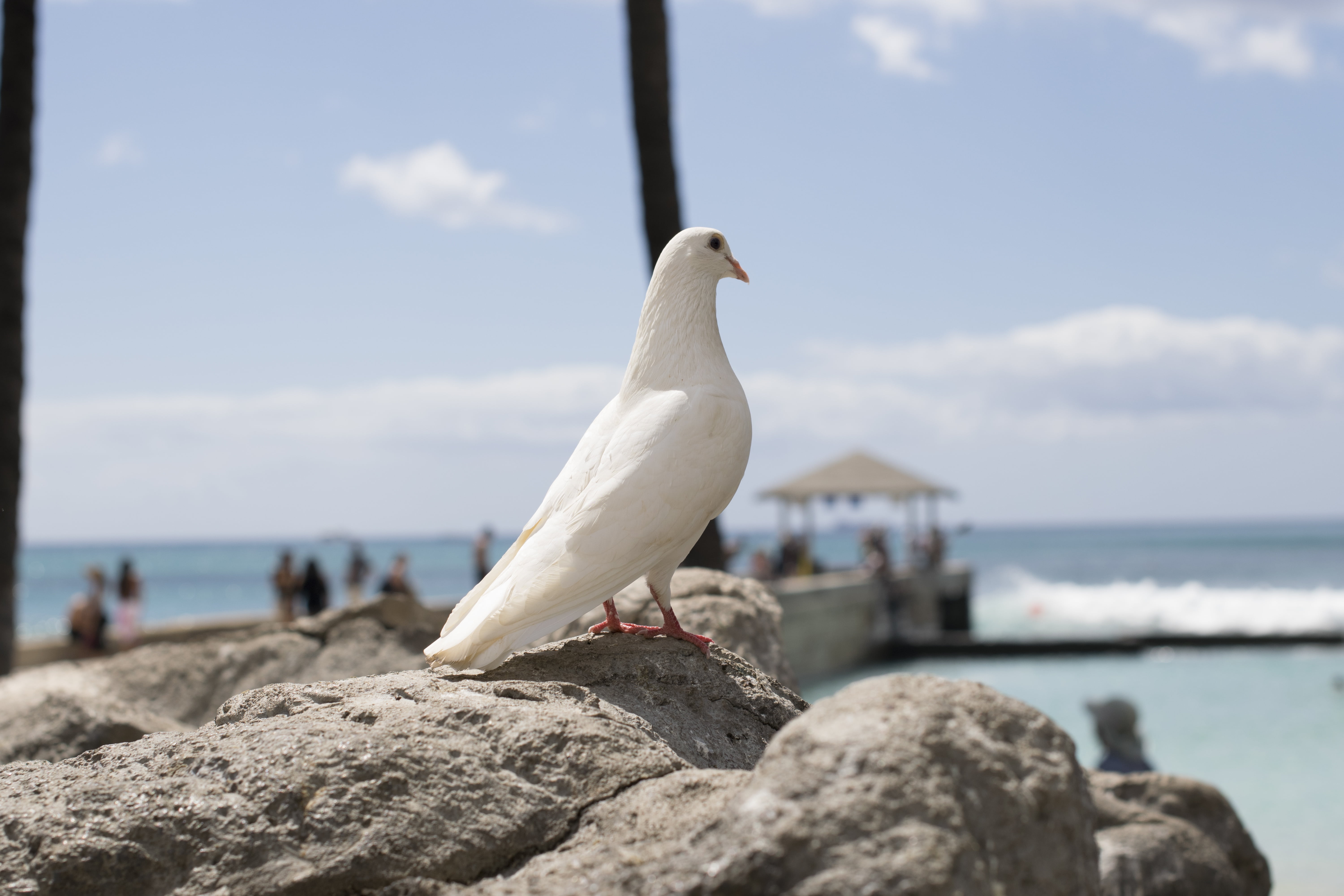 wild, daytime, rock dove, feather, one animal, animal themes, dove, day, gray, animals in the wild, perching, rock - object, bird, hawaiian, no people, HD Wallpaper