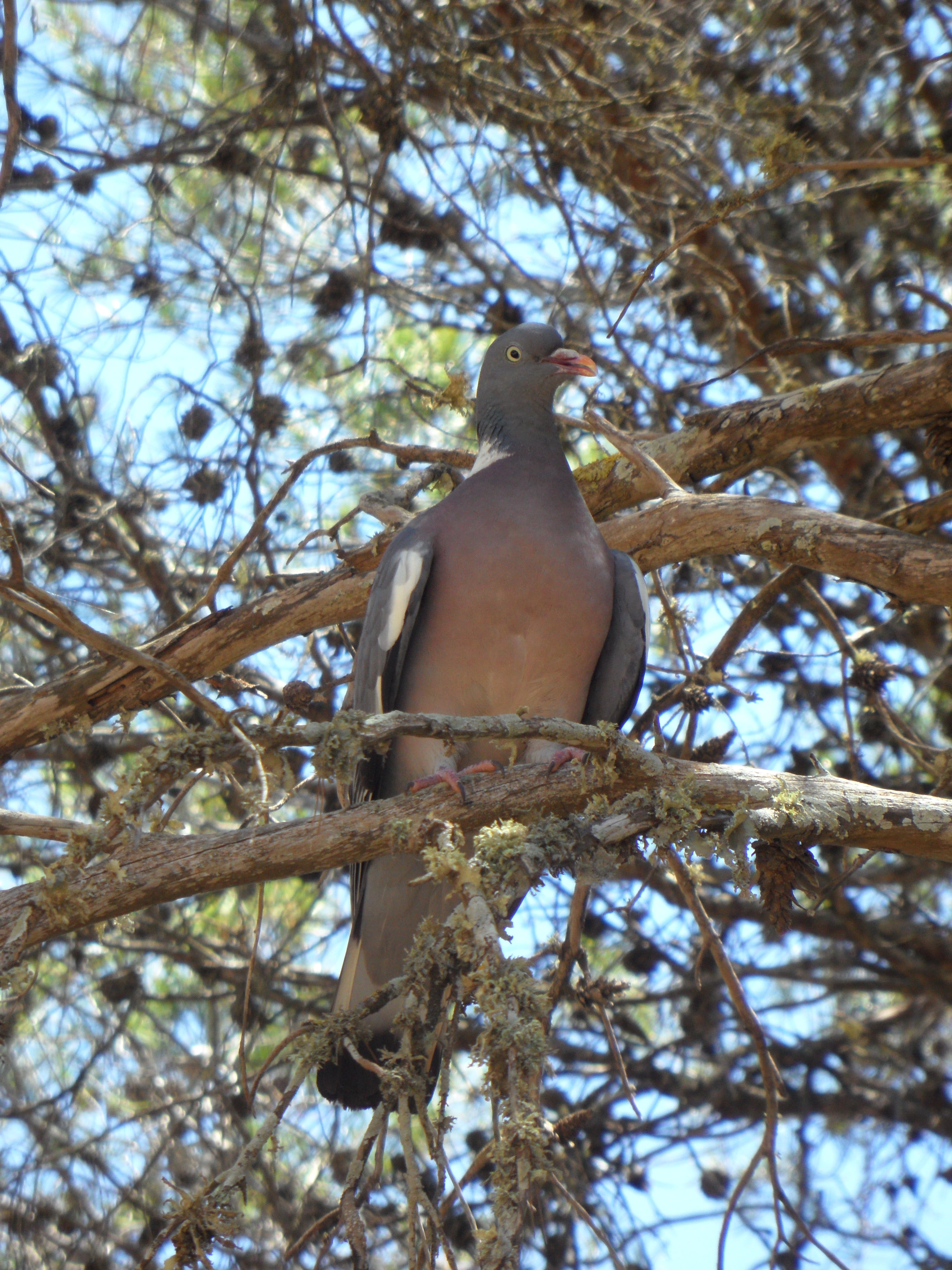 low angle view, branch, tree, outdoors, animals in the wild, vertebrate, rock pigeon, sky, perching, no people, dove - bird, animal themes, sit, 4K, plant, Phone HD Wallpaper