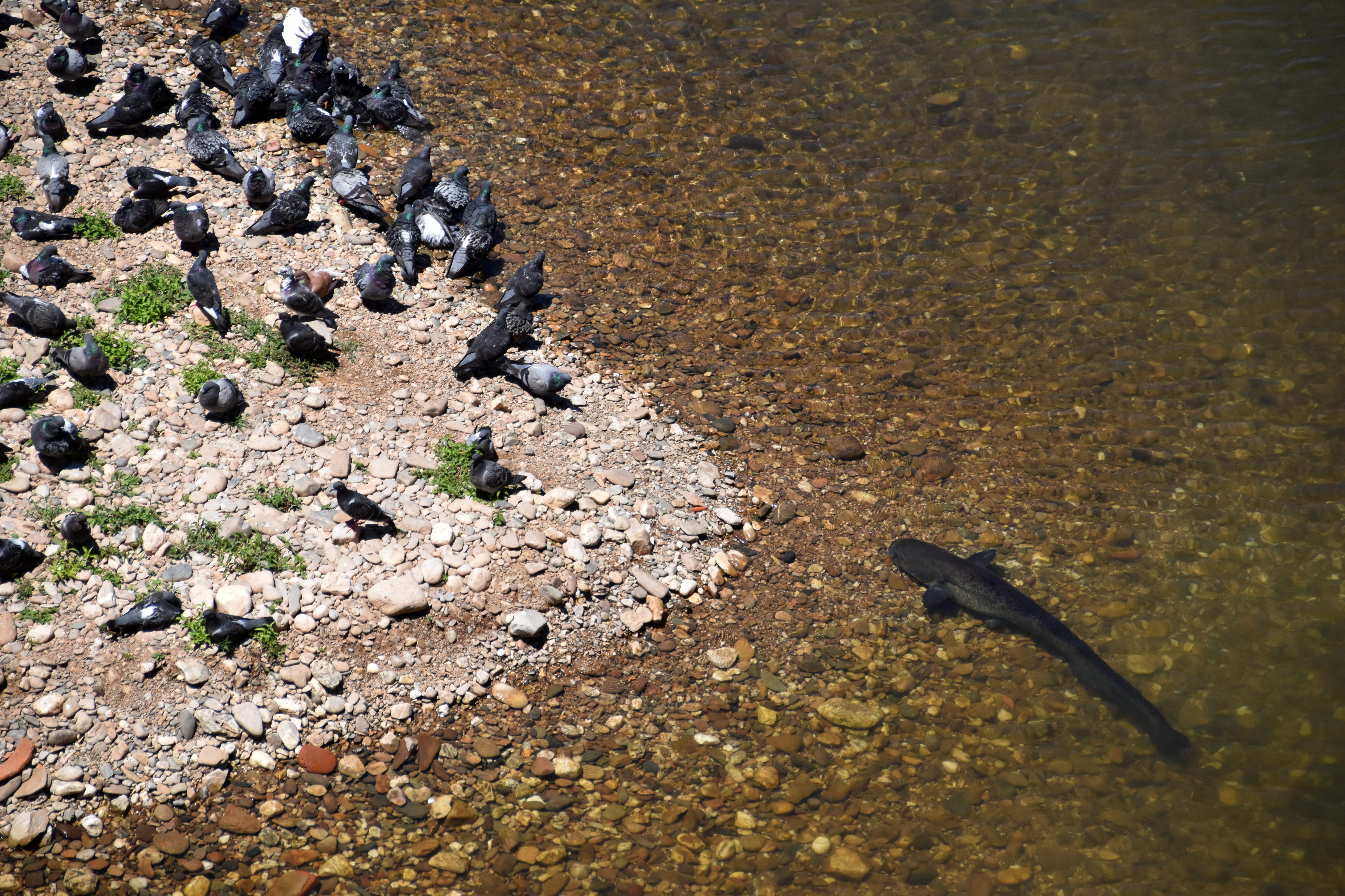 nature, planet earth, gun, land, stone - object, sea, birds, albi, prey, rocks, solid, field, water, arid climate, tarn, animal themes, 5K, southern france, HD Wallpaper